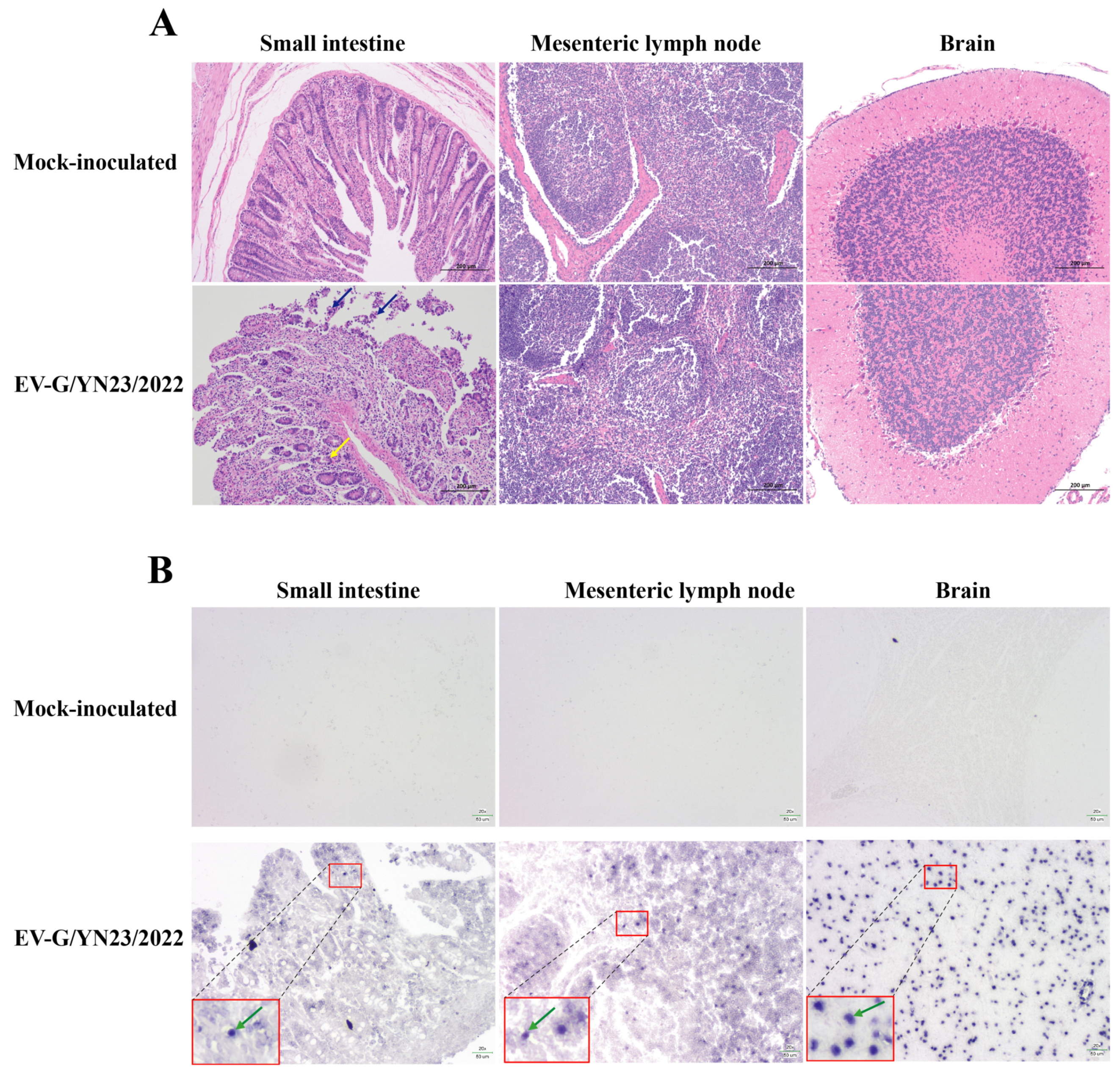 Viruses 15 01747 g006