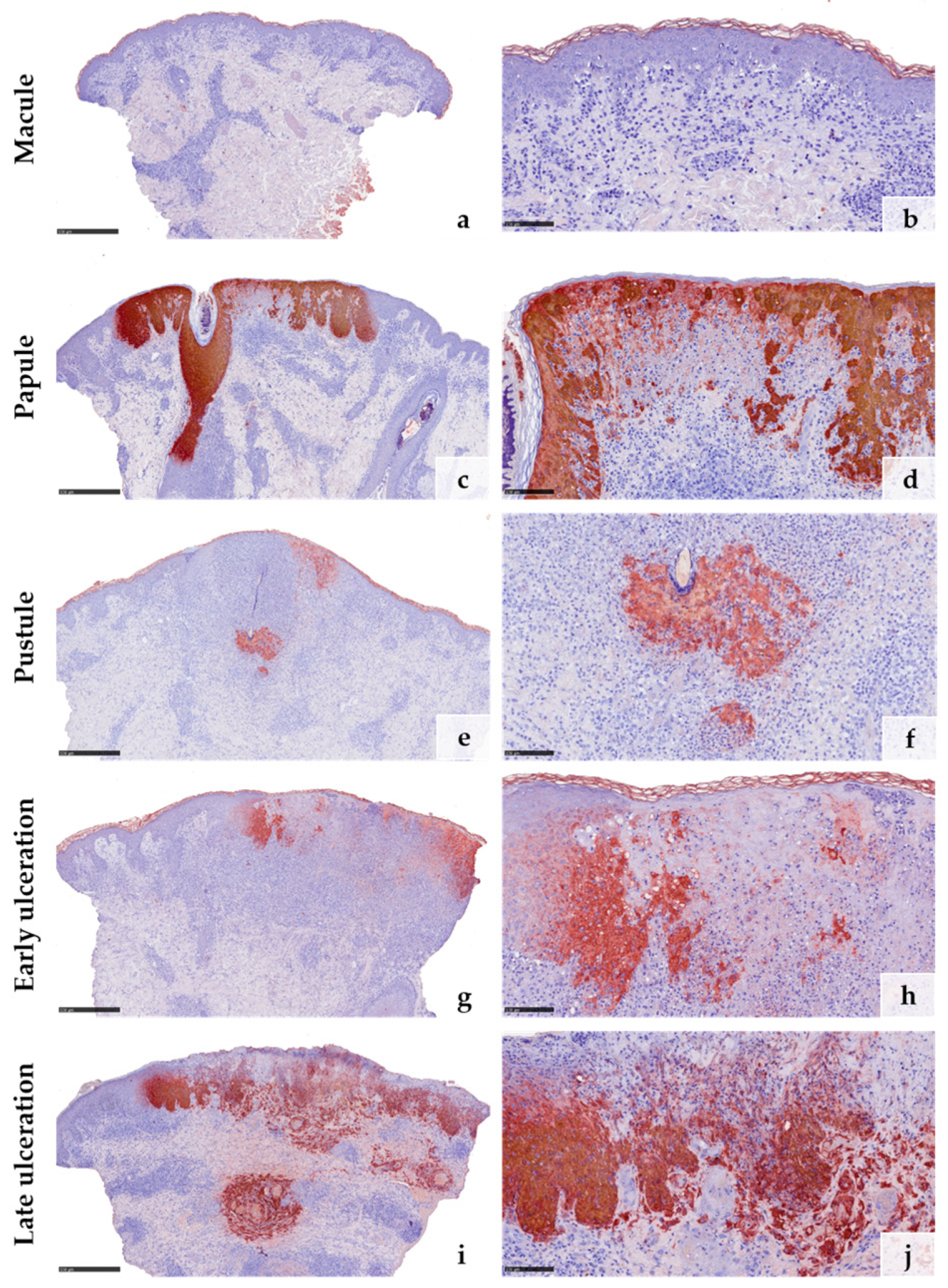 Viruses 15 01748 g003