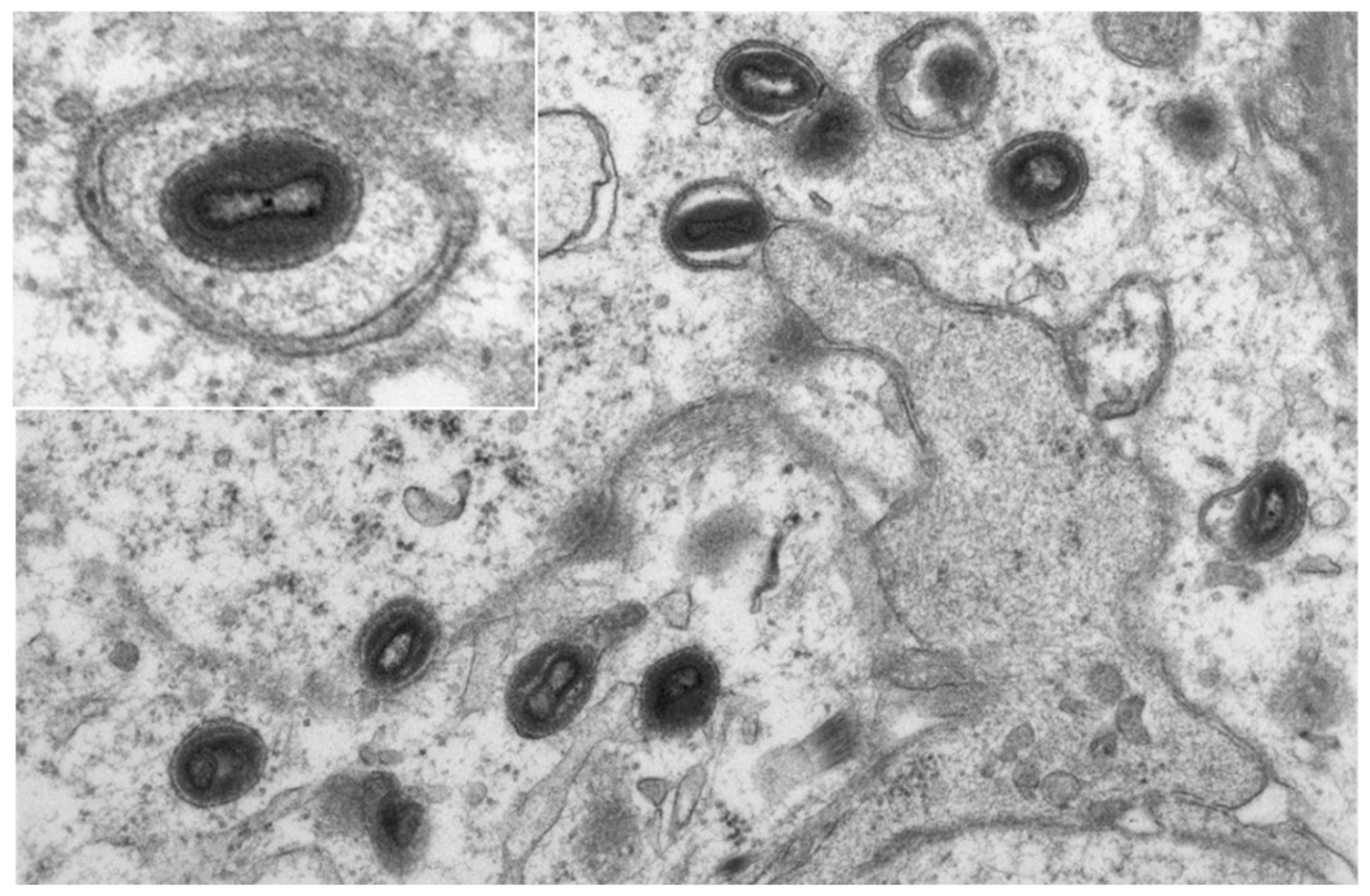 Viruses 15 01748 g005