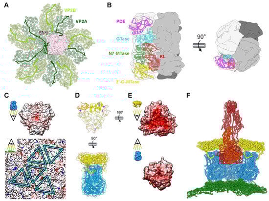 Viruses 15 01750 g002