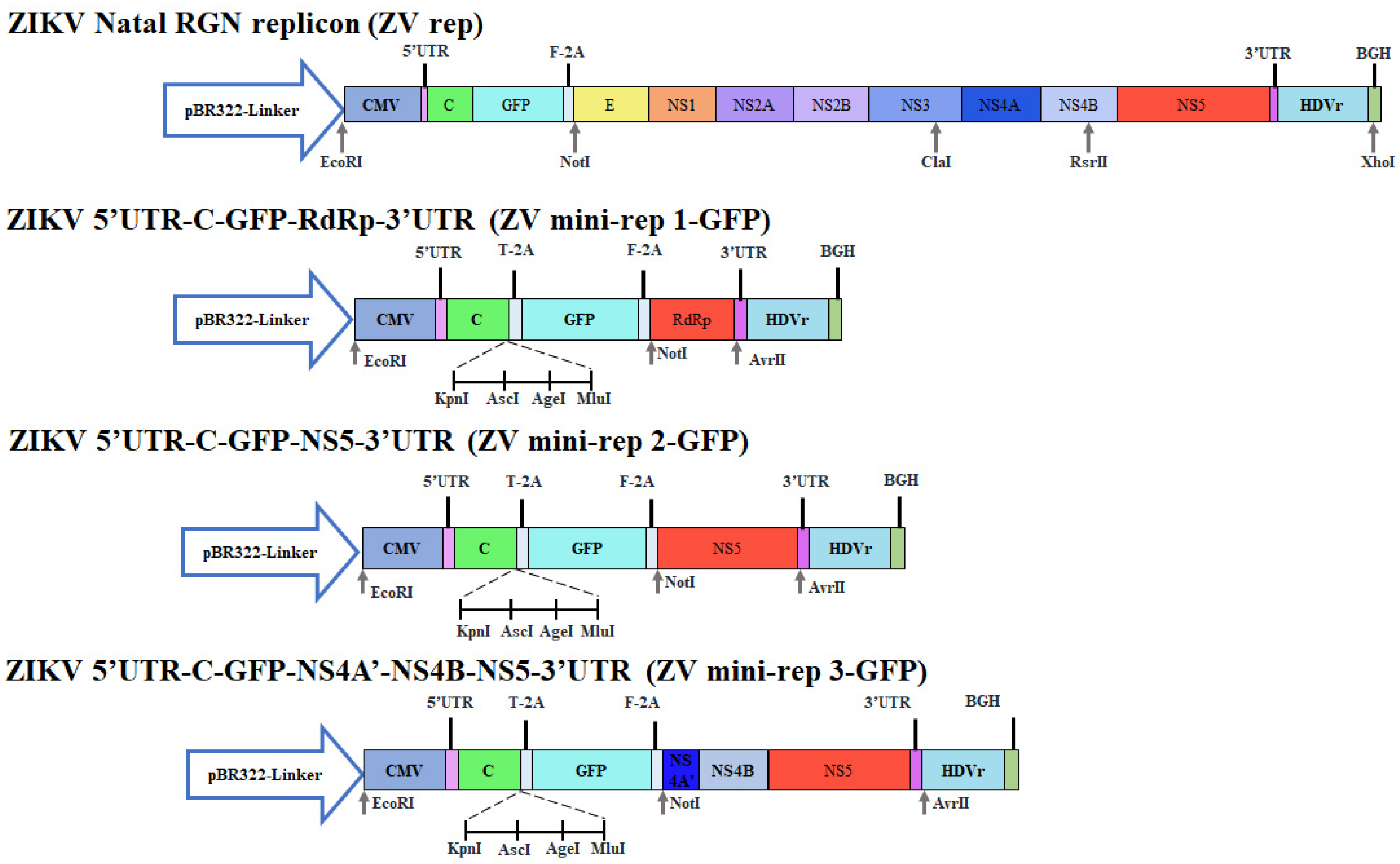 Viruses 15 01762 g001