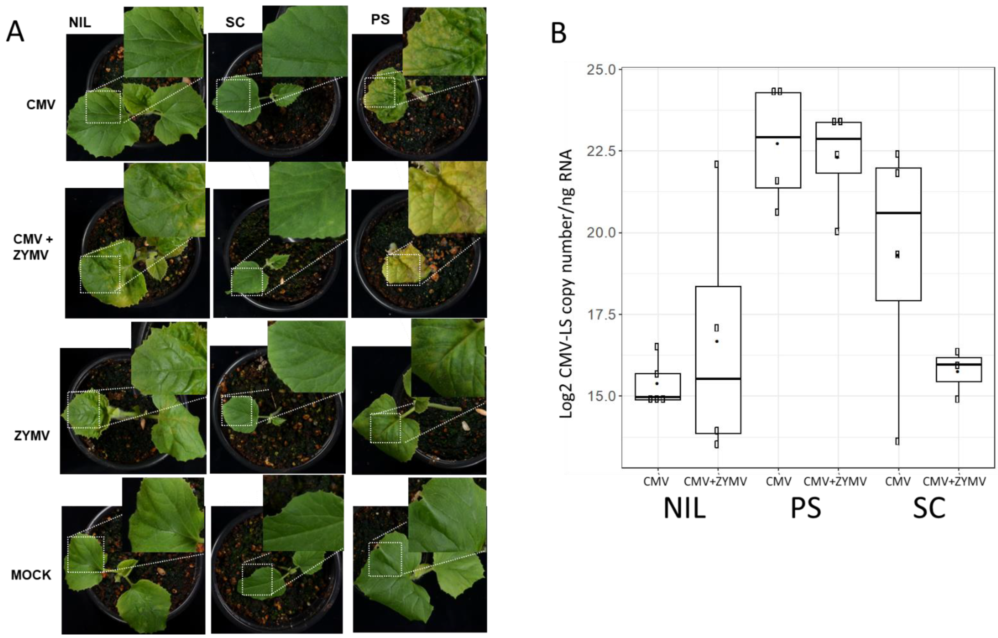 Viruses 15 01792 g001