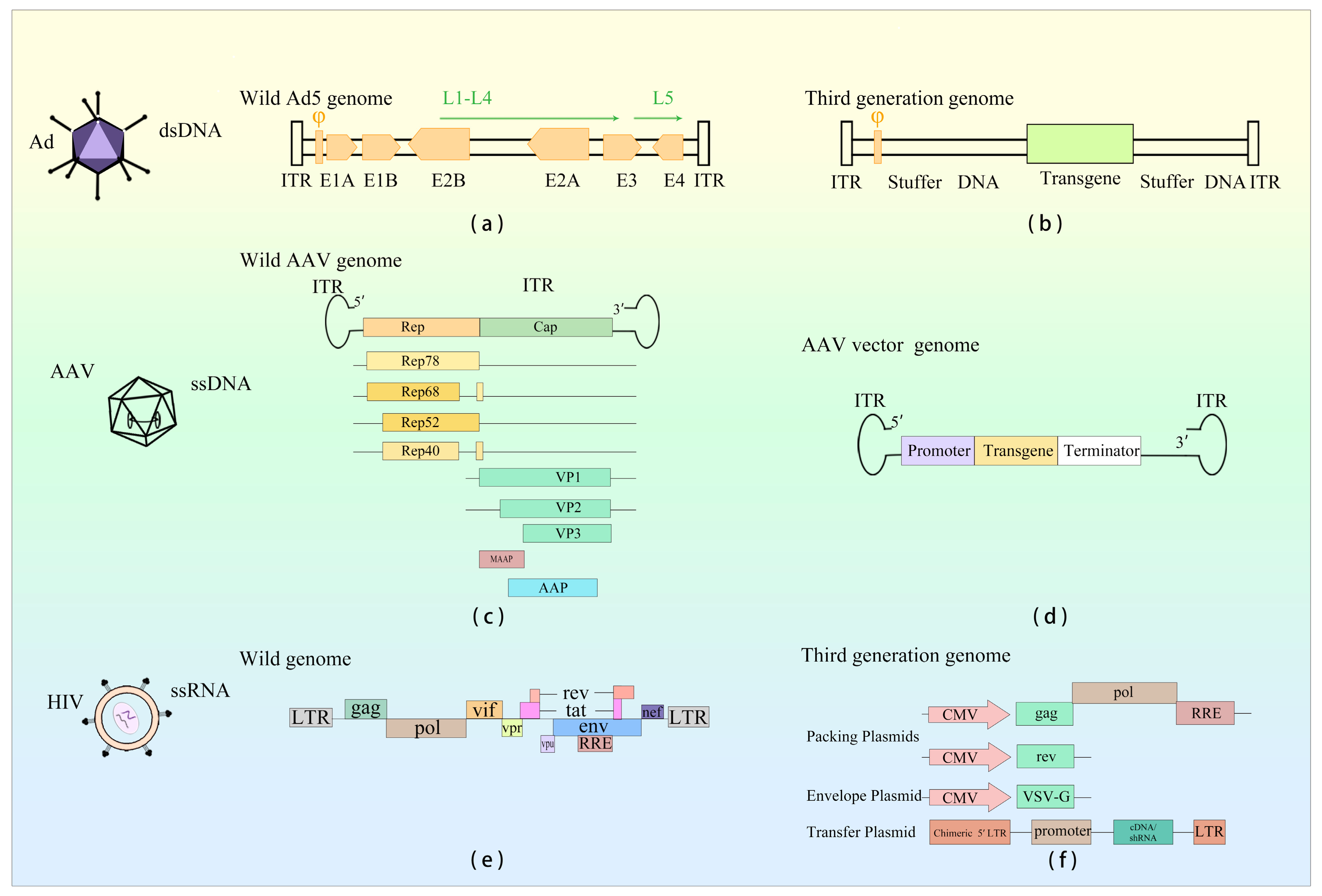 Viruses 15 01801 g001