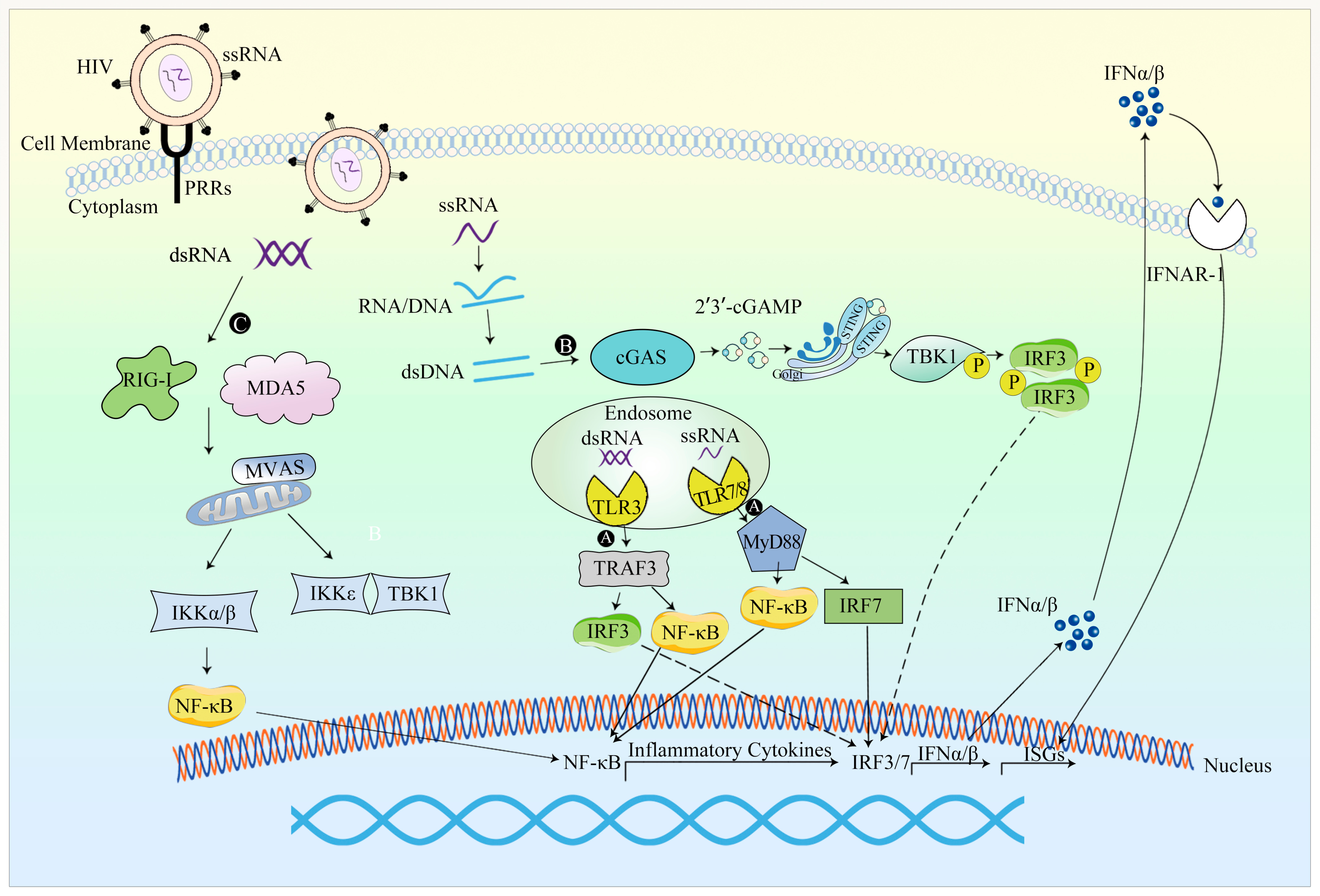 Viruses 15 01801 g004