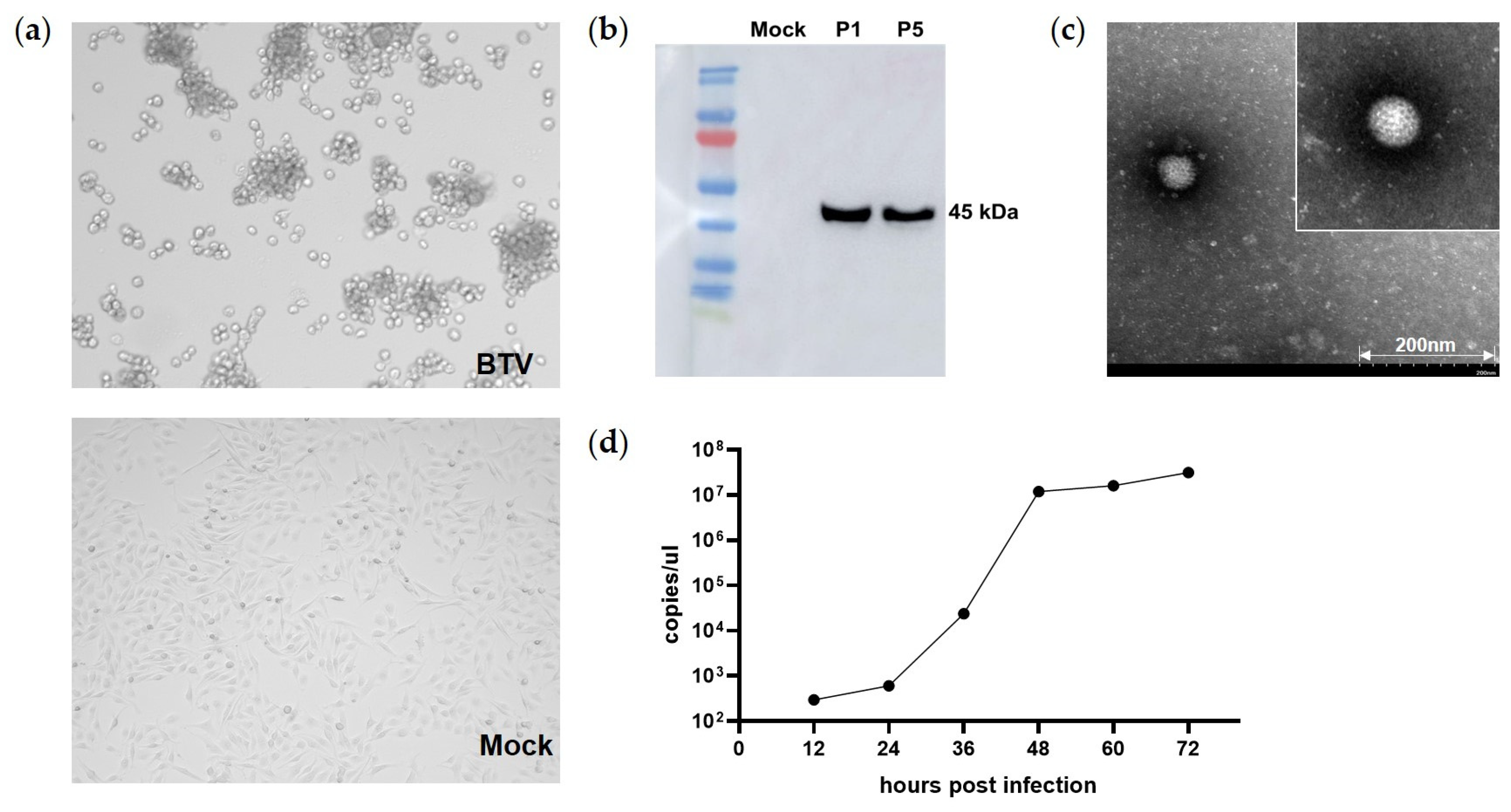 Viruses 15 01817 g004