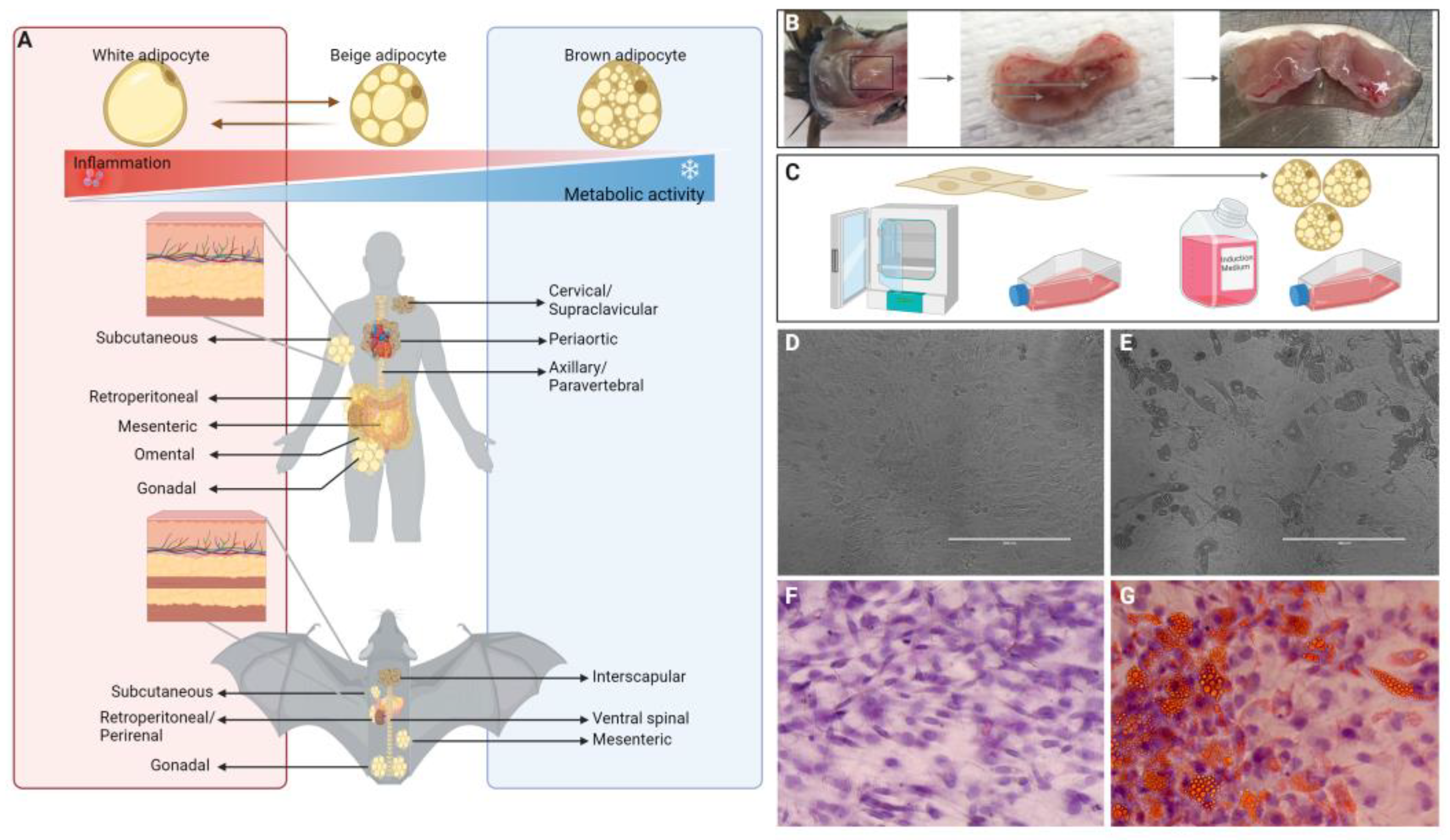 Viruses 15 01827 g001