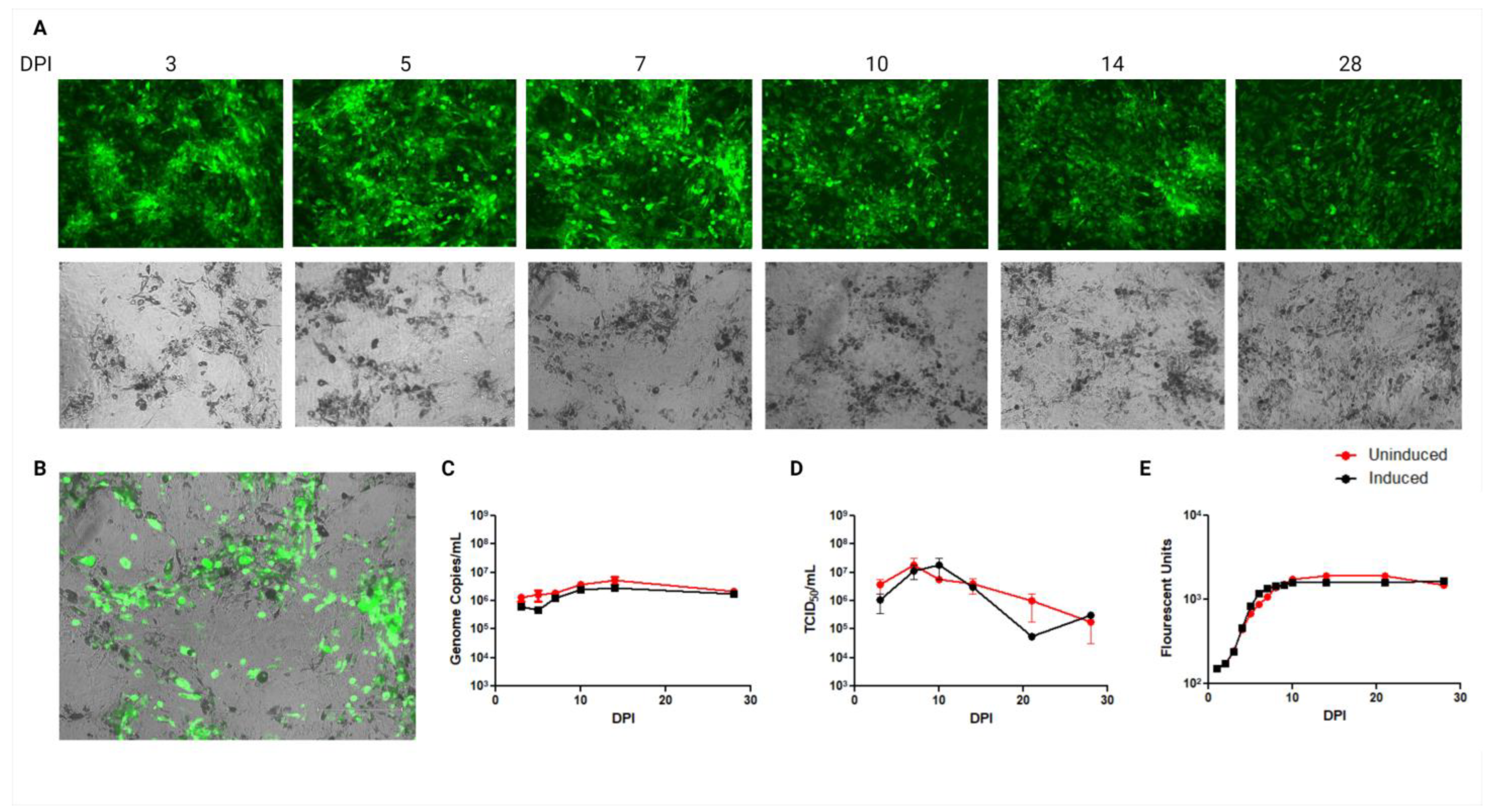Viruses 15 01827 g002