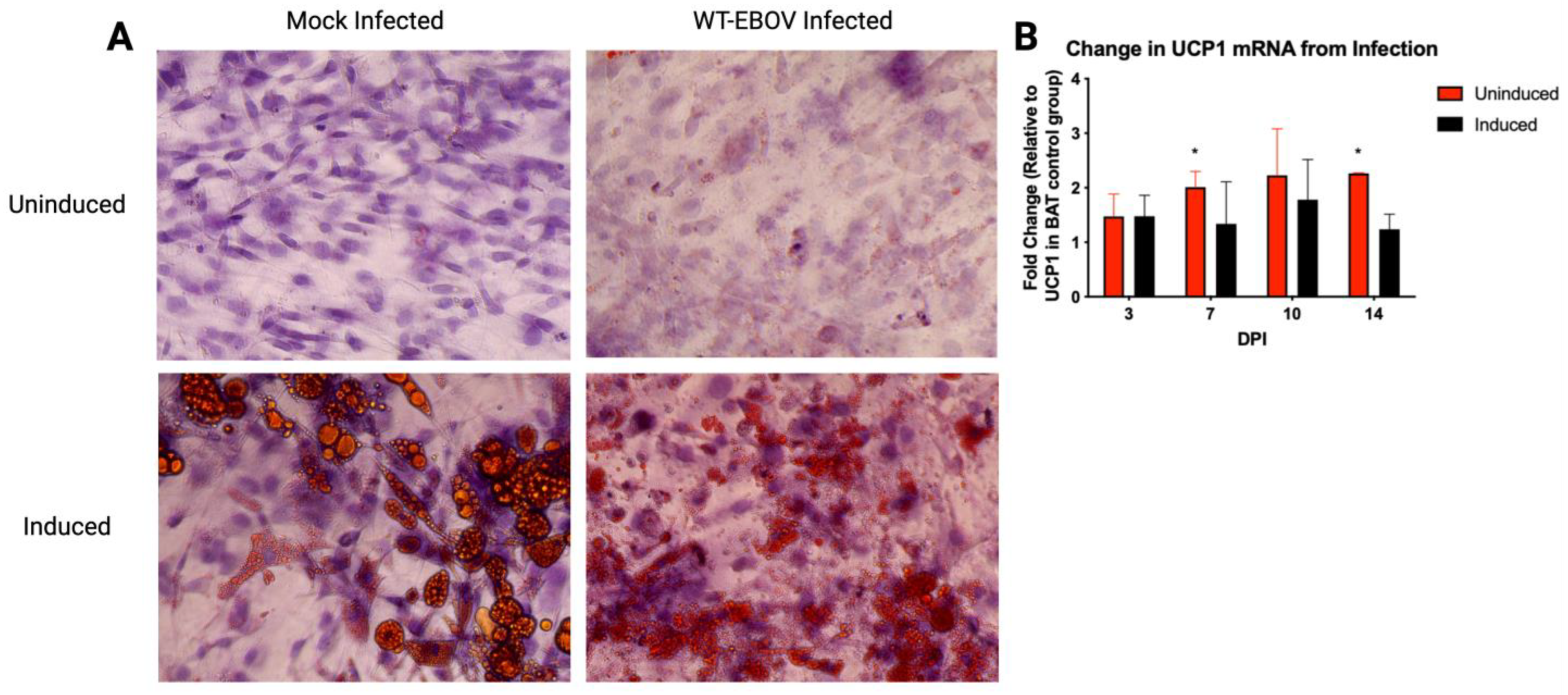 Viruses 15 01827 g003