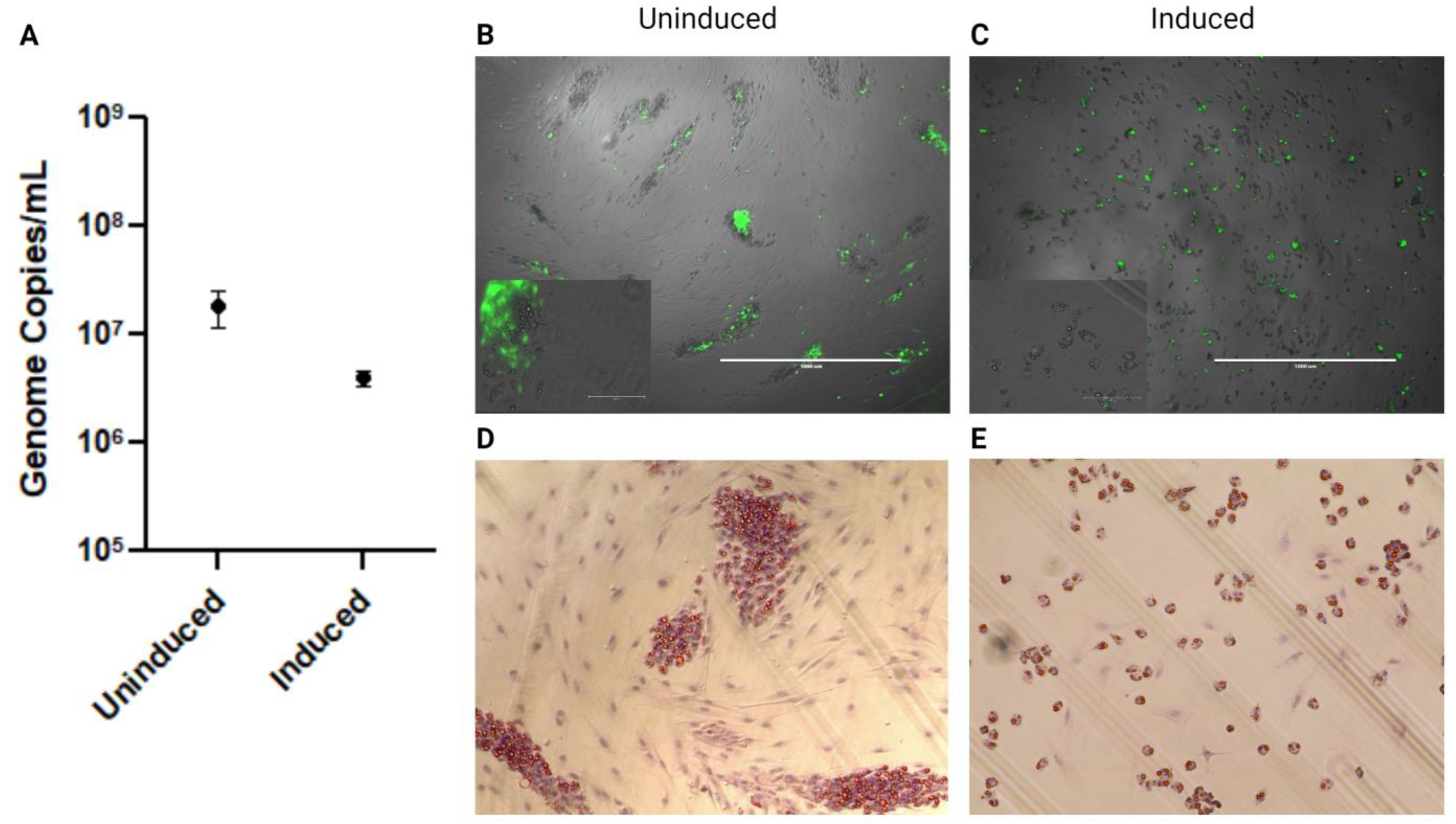 Viruses 15 01827 g004