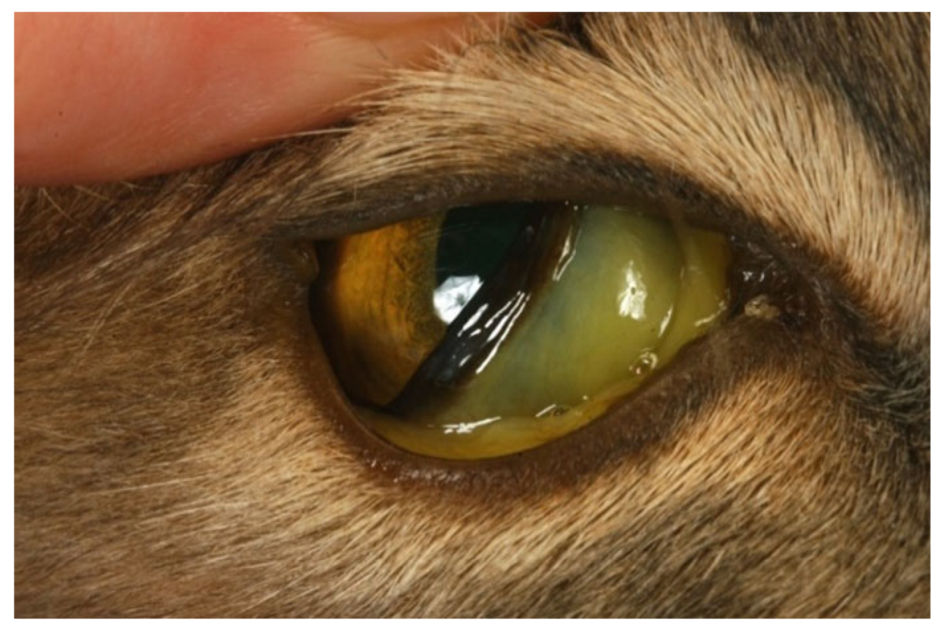 Viruses 15 01847 g005