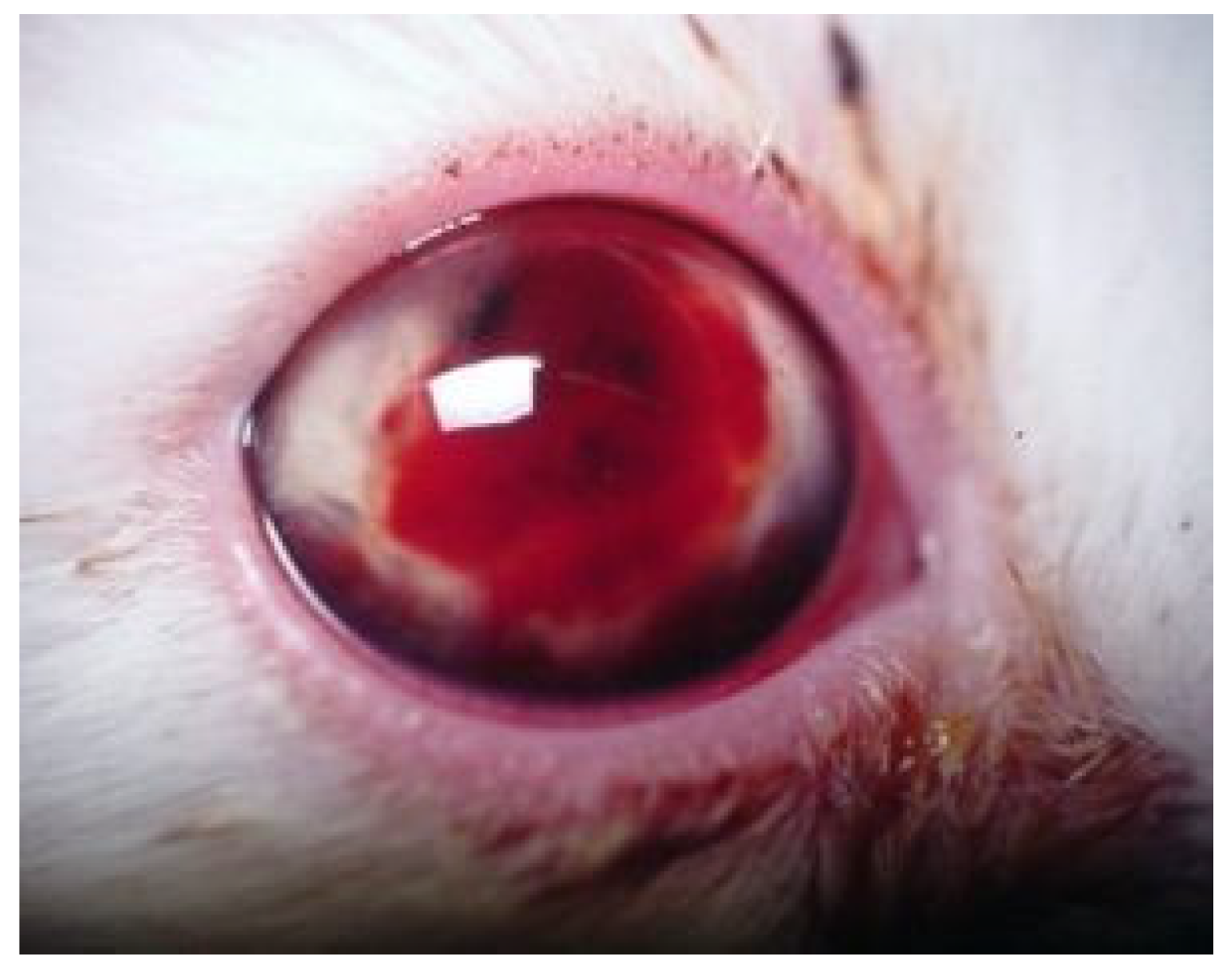 Viruses 15 01847 g009