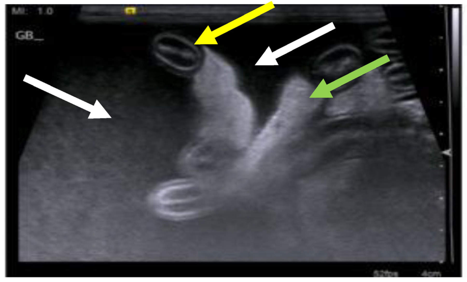 Viruses 15 01847 g018