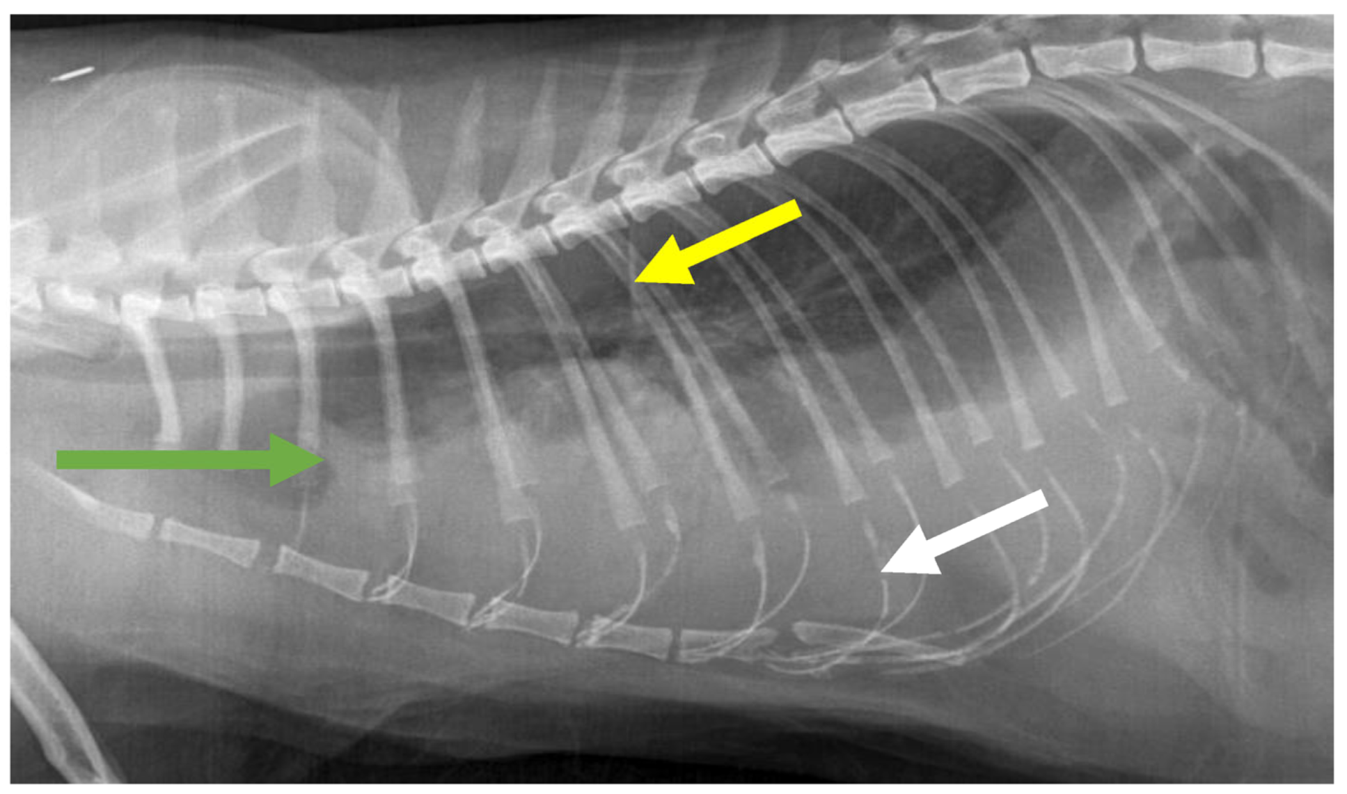 Viruses 15 01847 g019