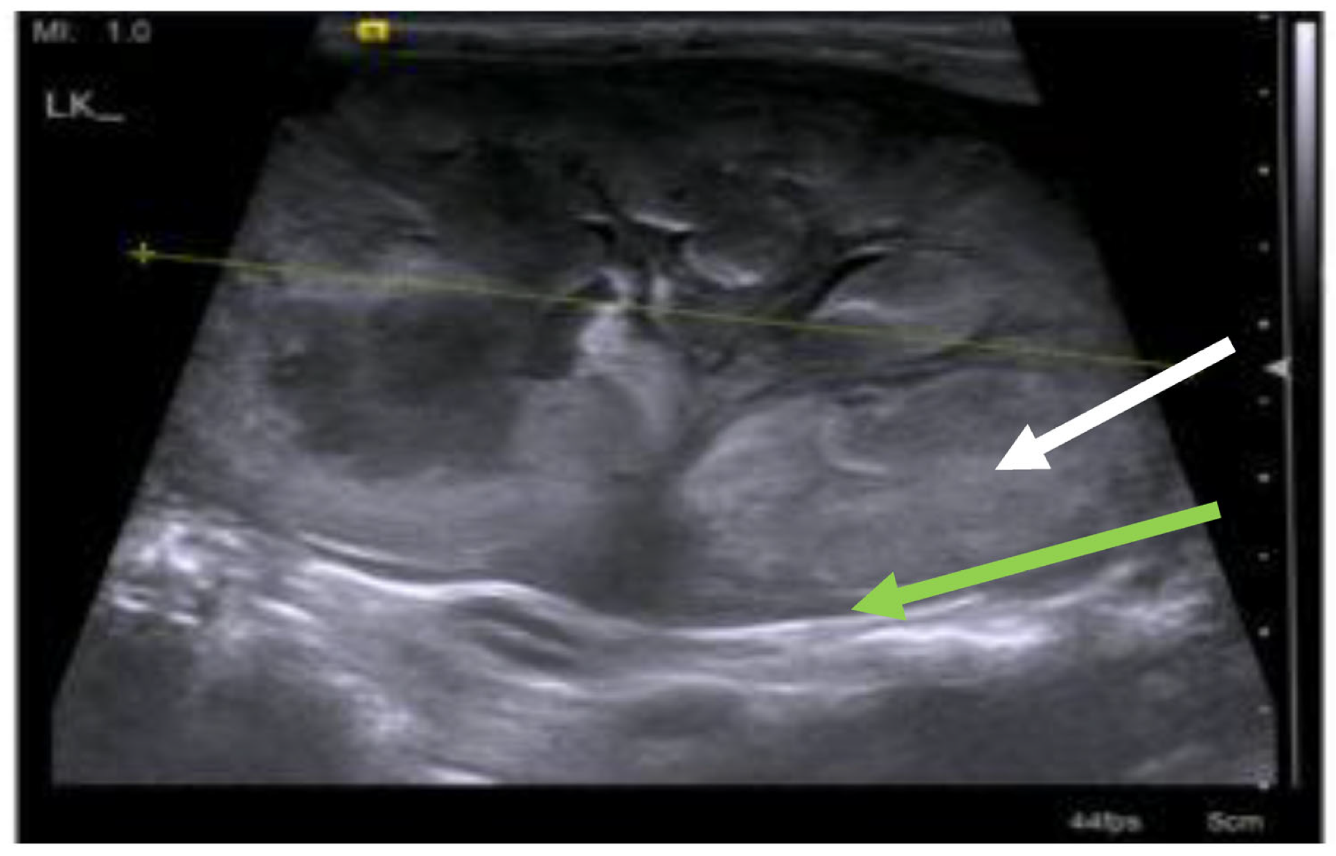 Viruses 15 01847 g020