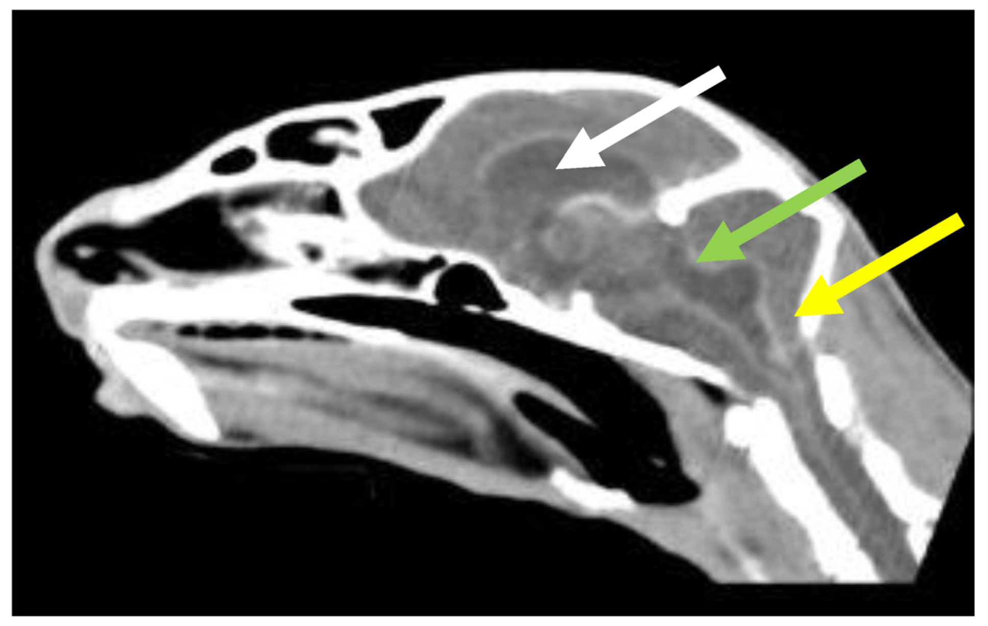 Viruses 15 01847 g021