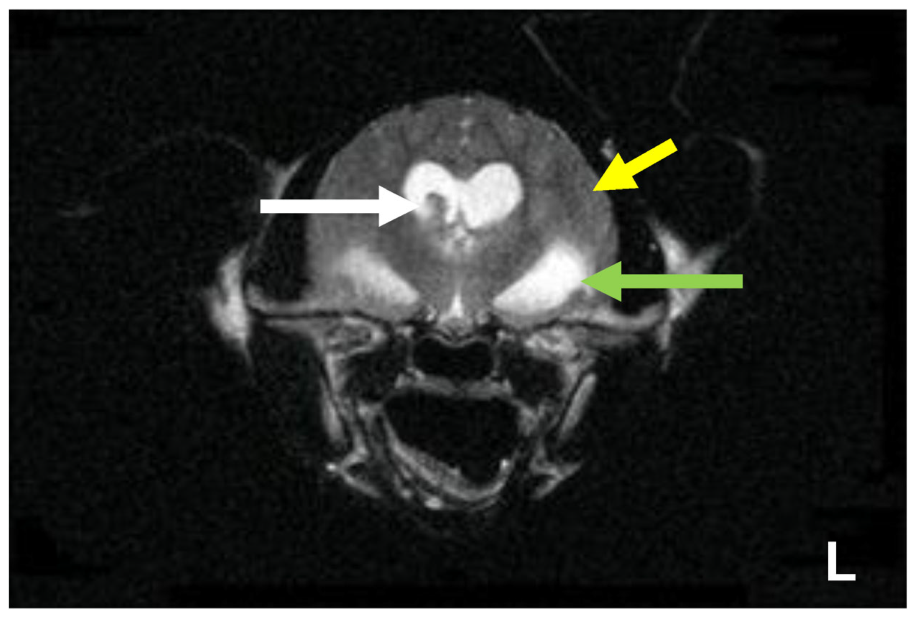 Viruses 15 01847 g022