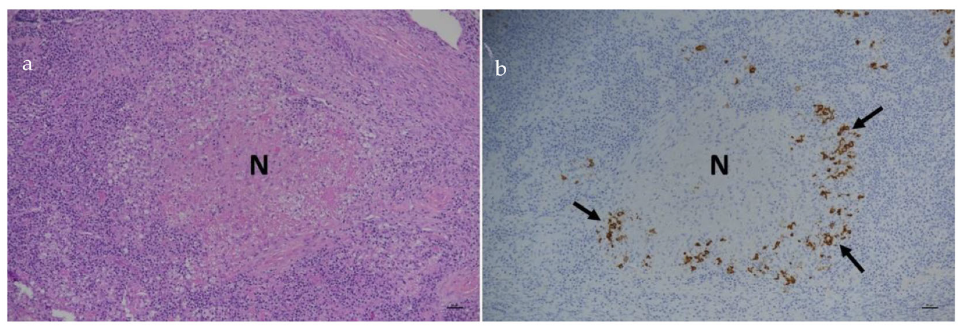 Viruses 15 01847 g025