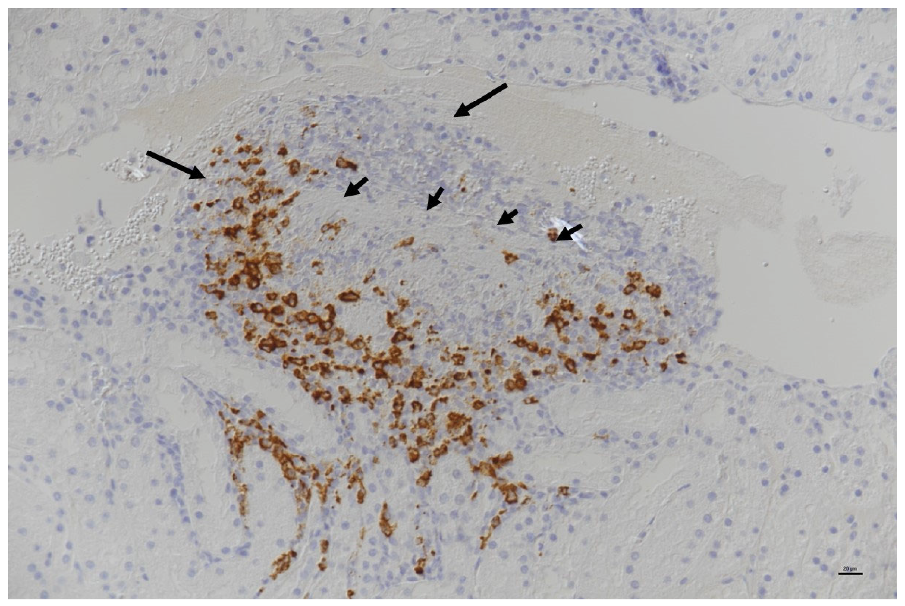 Viruses 15 01847 g026