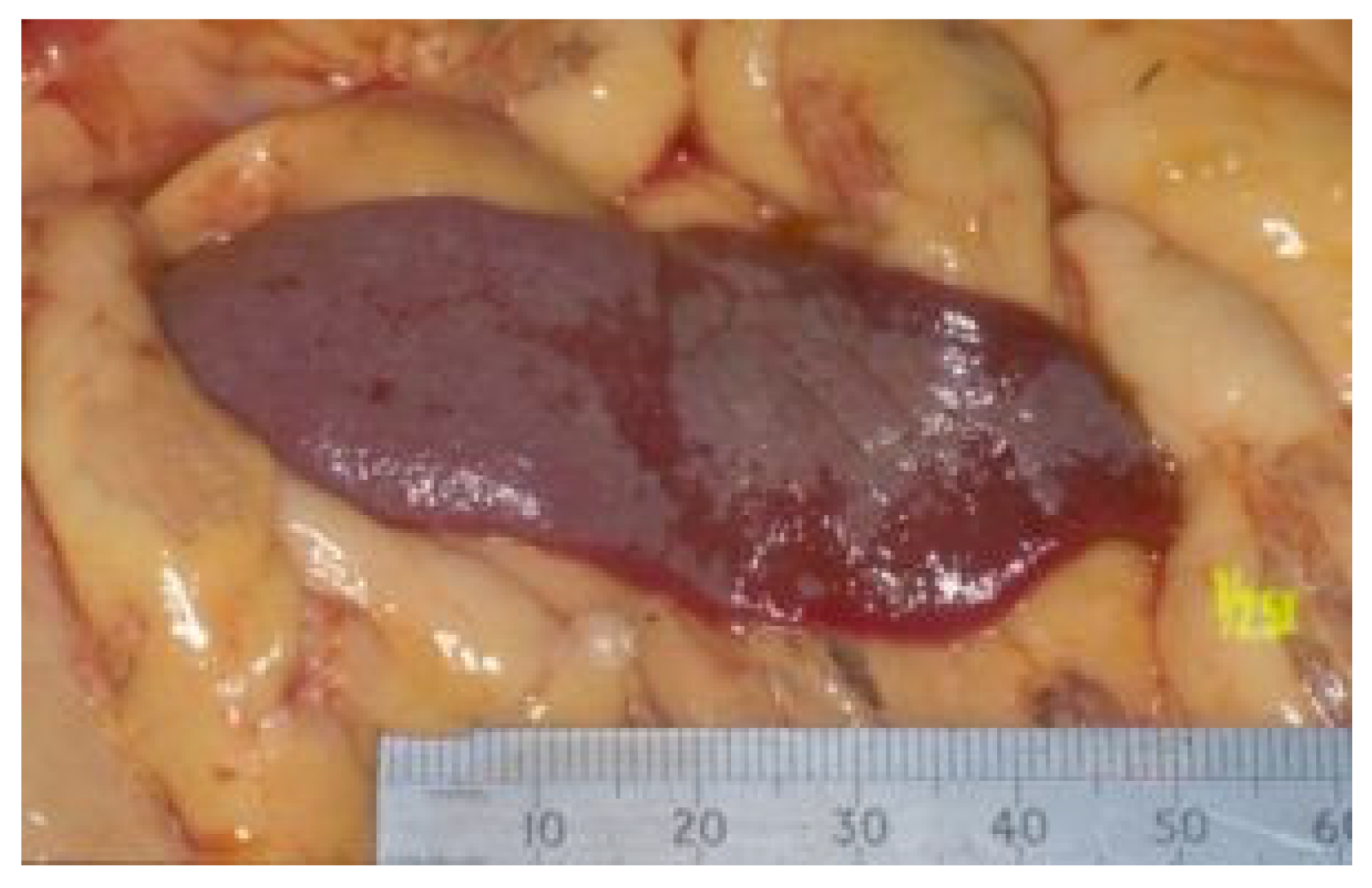 Viruses 15 01847 g027