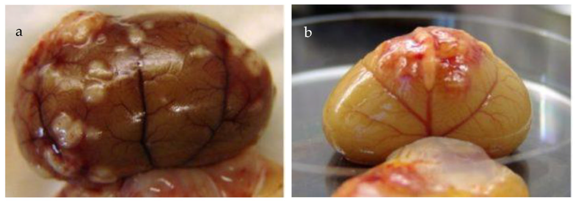 Viruses 15 01847 g028
