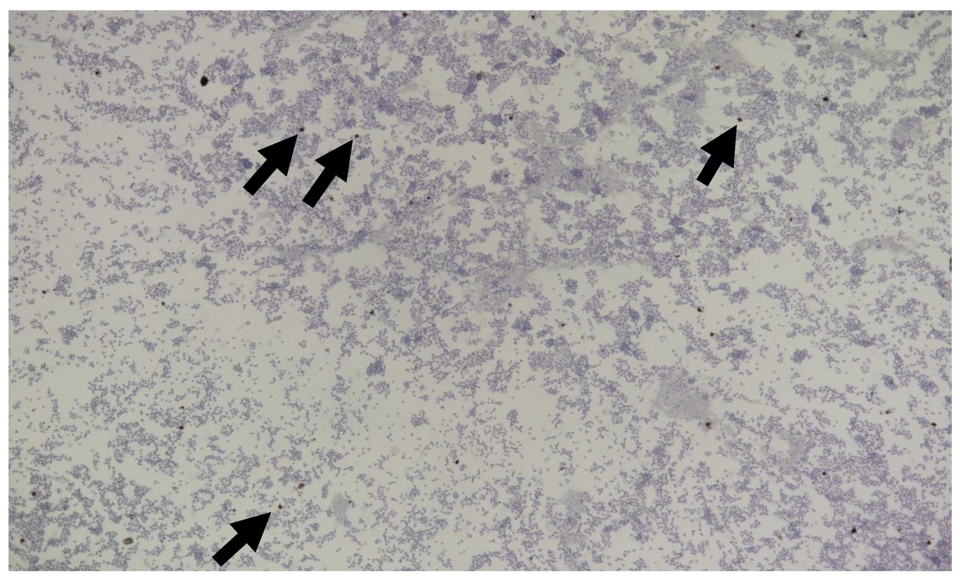 Viruses 15 01847 g029