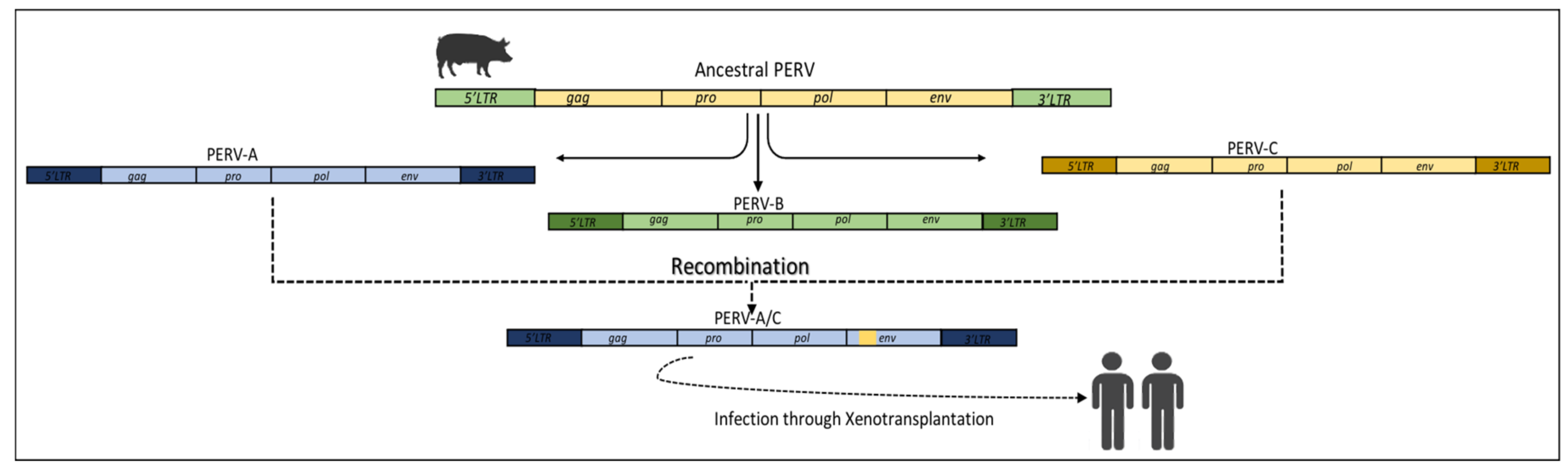 Viruses 15 01856 g005