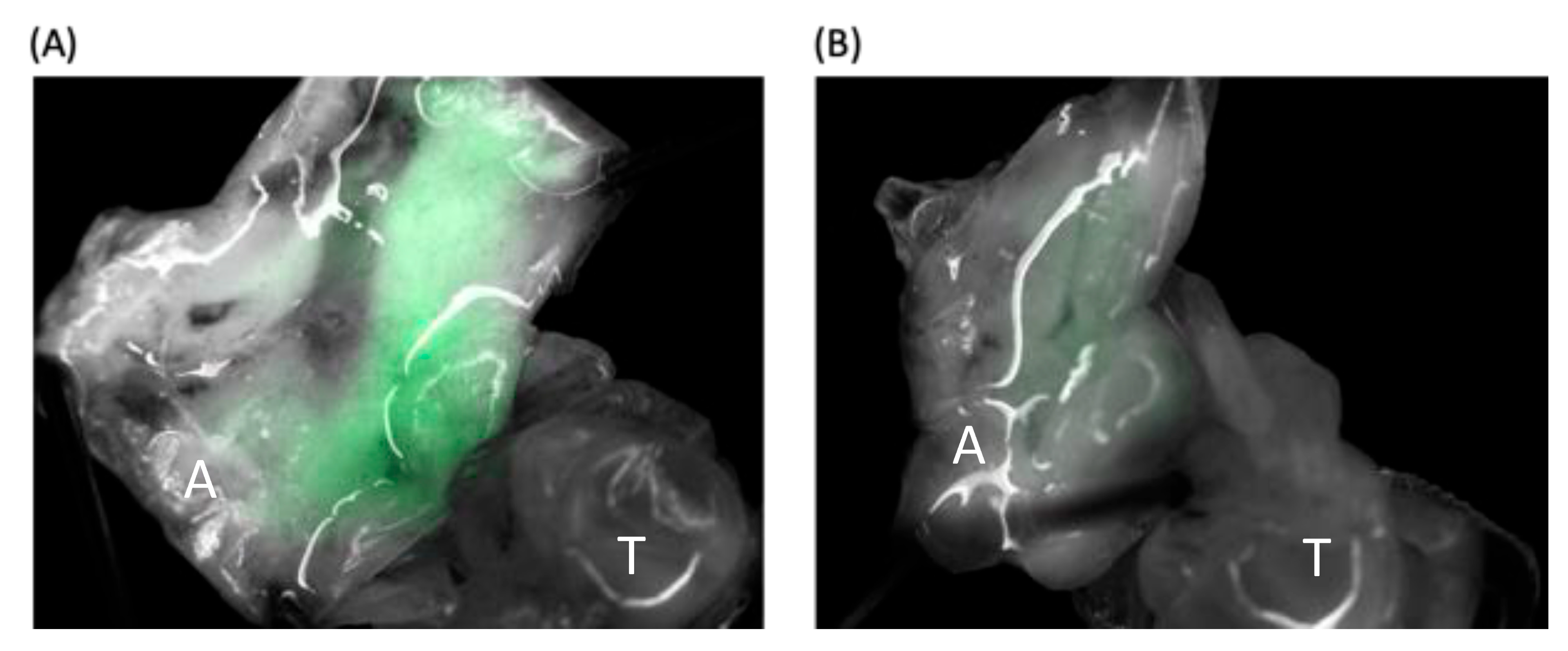 Viruses 15 01866 g003