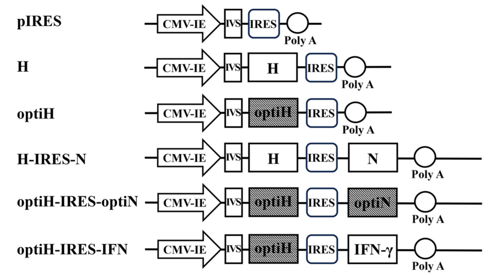 Viruses 15 01873 g001