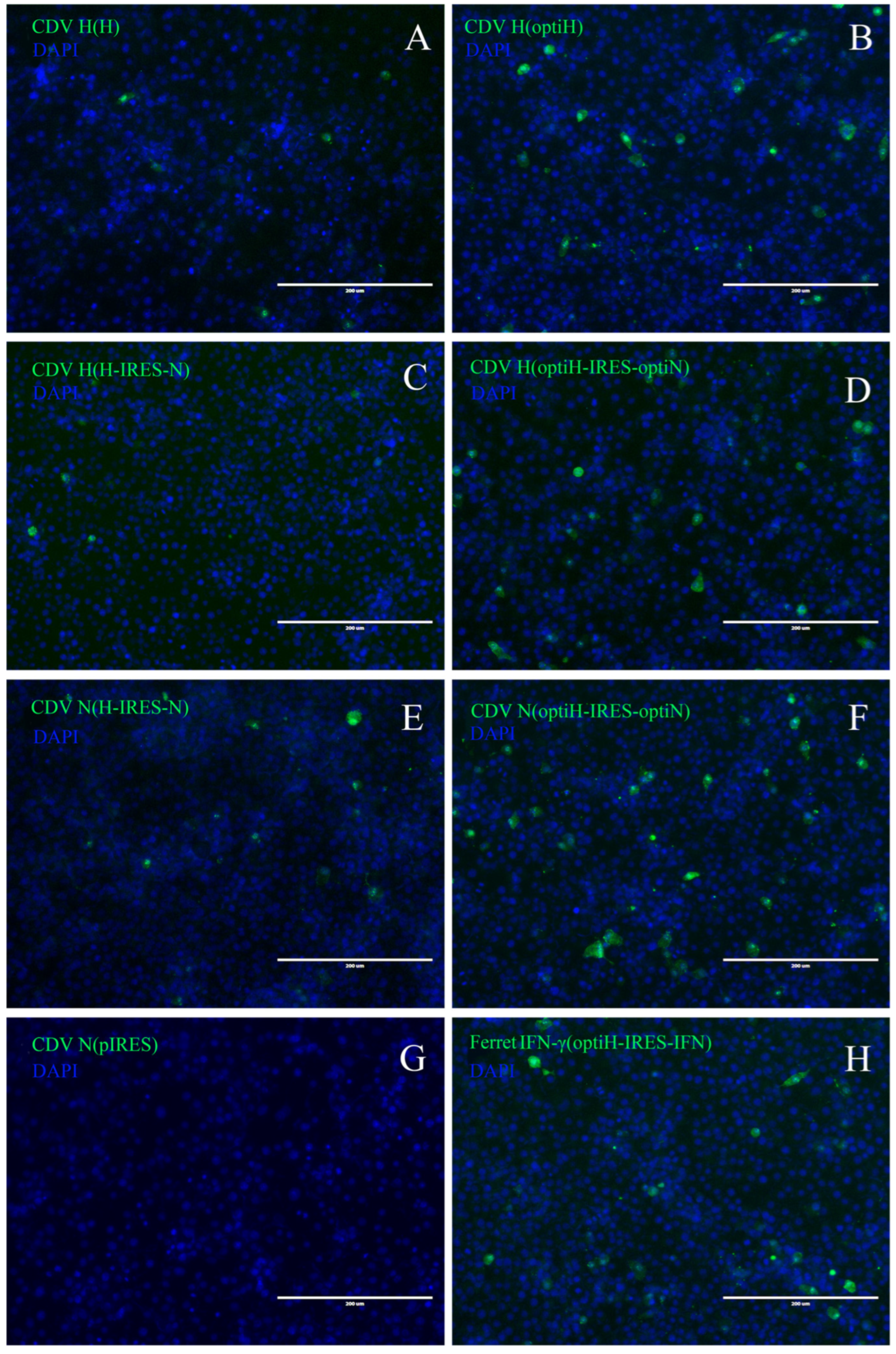 Viruses 15 01873 g003