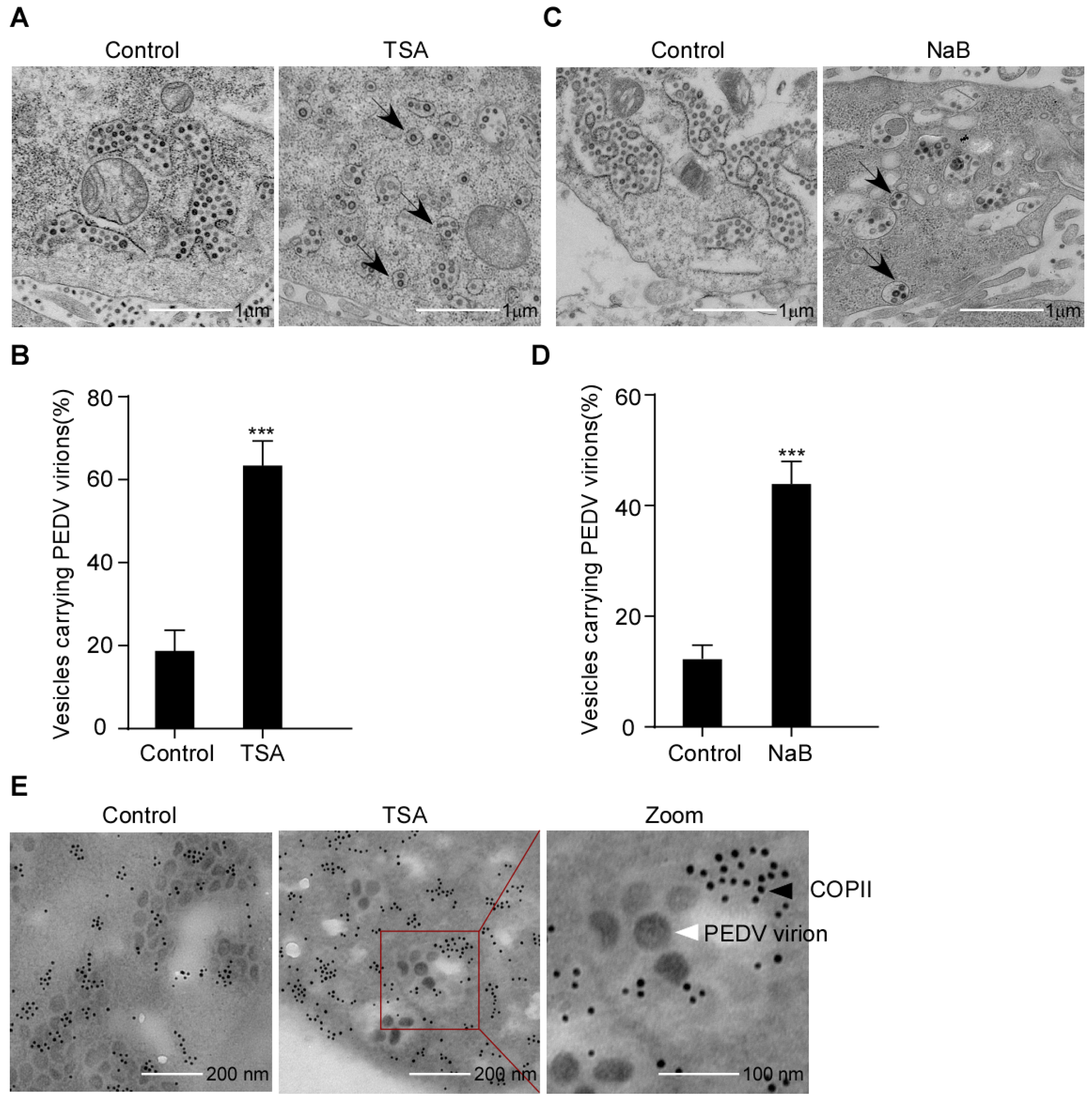 Viruses 15 01874 g005