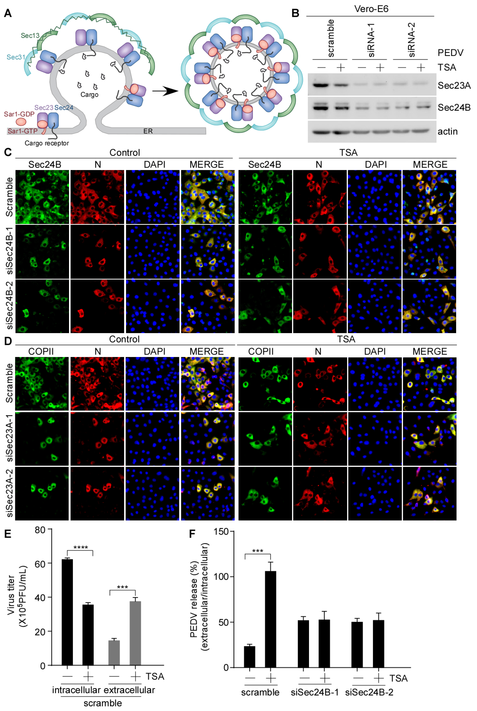 Viruses 15 01874 g006