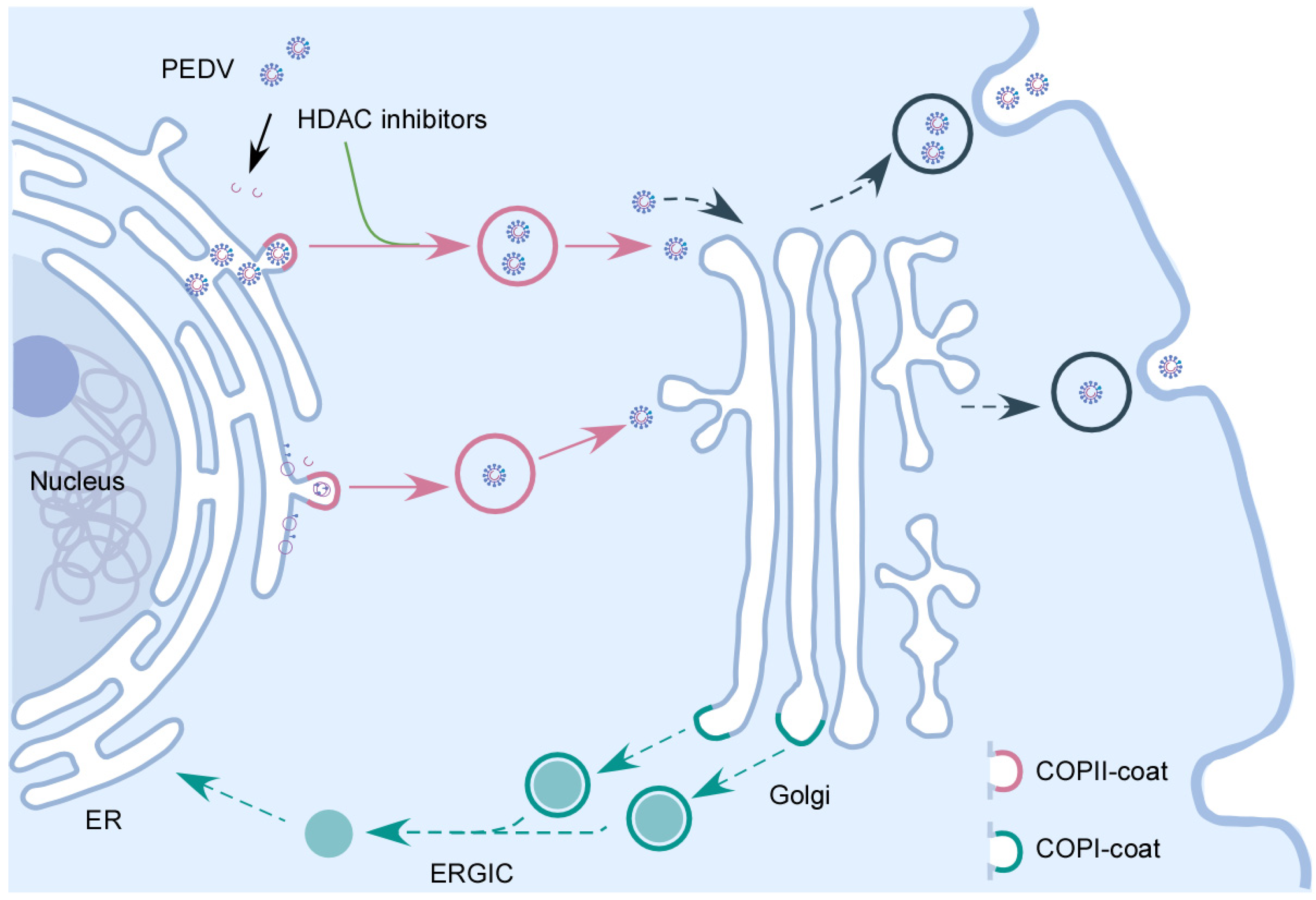 Viruses 15 01874 g007