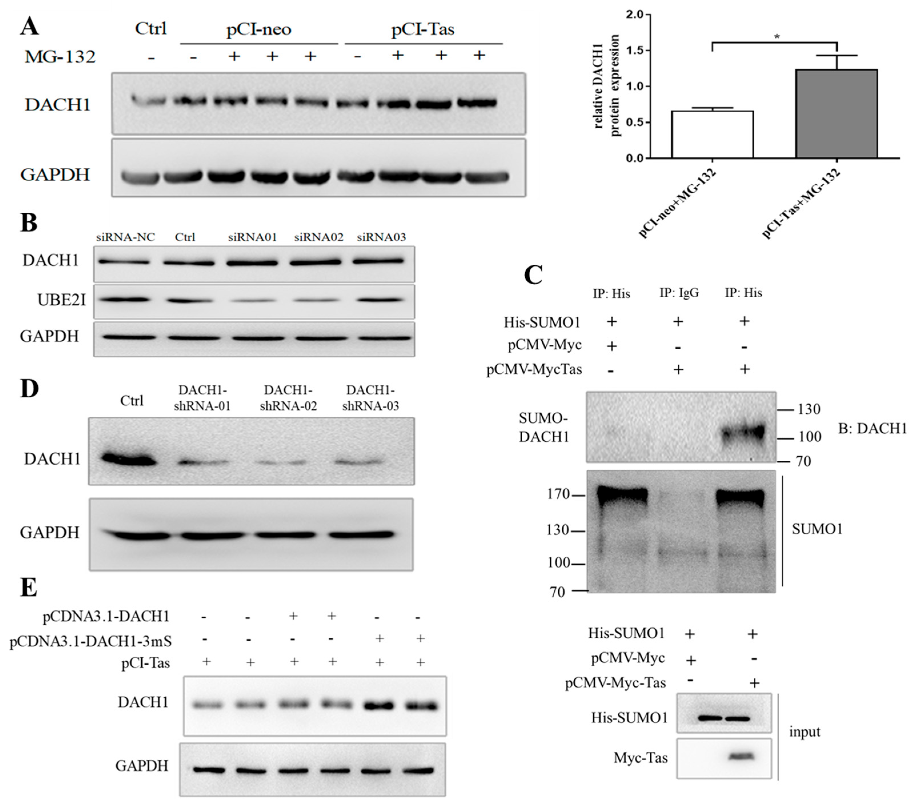 Viruses 15 01899 g005
