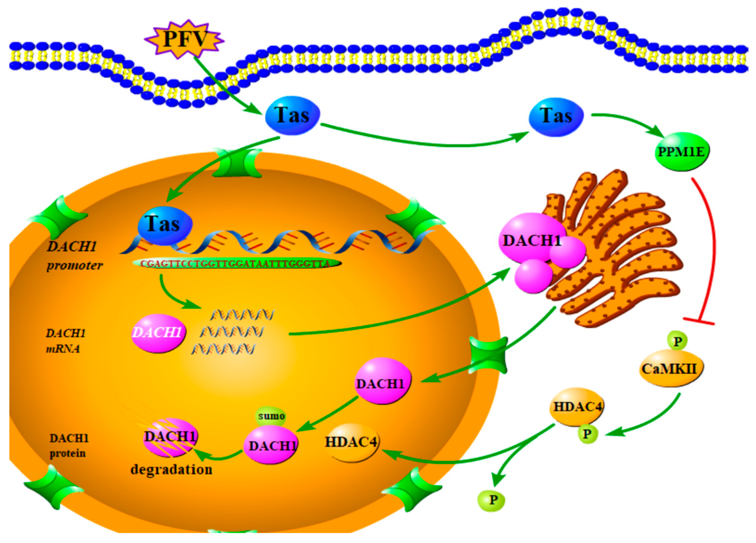 Viruses 15 01899 g008