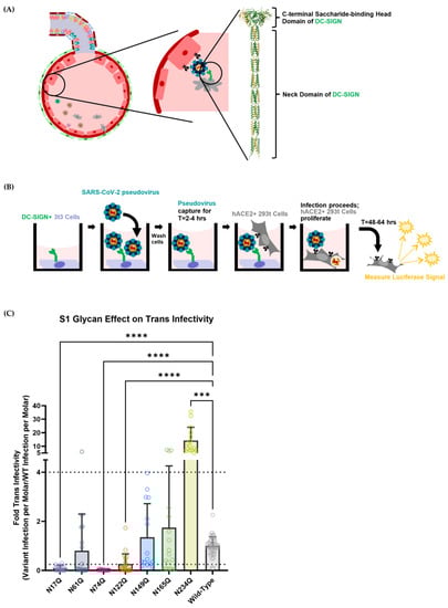 Viruses 15 01901 g003