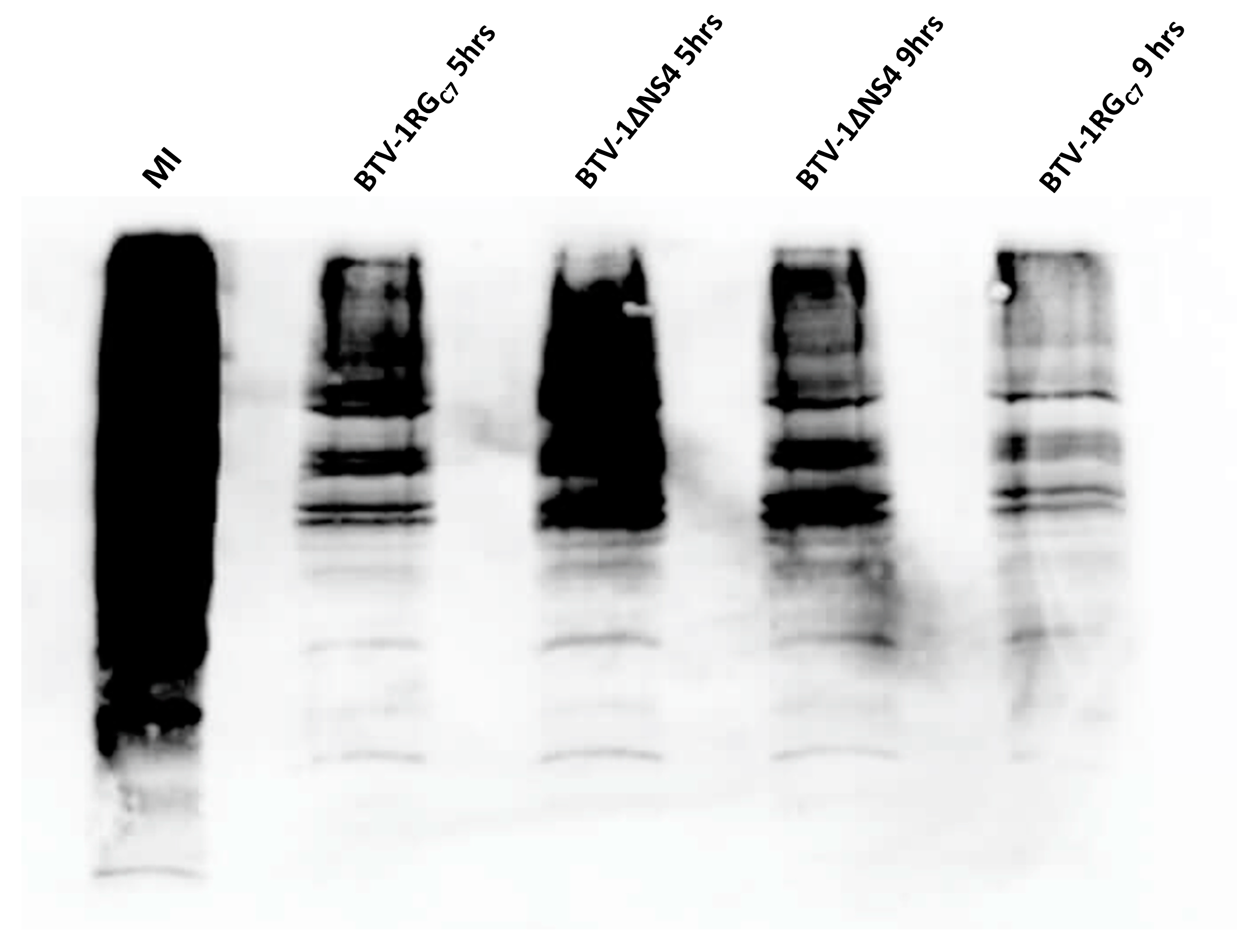 Viruses 15 01908 g002