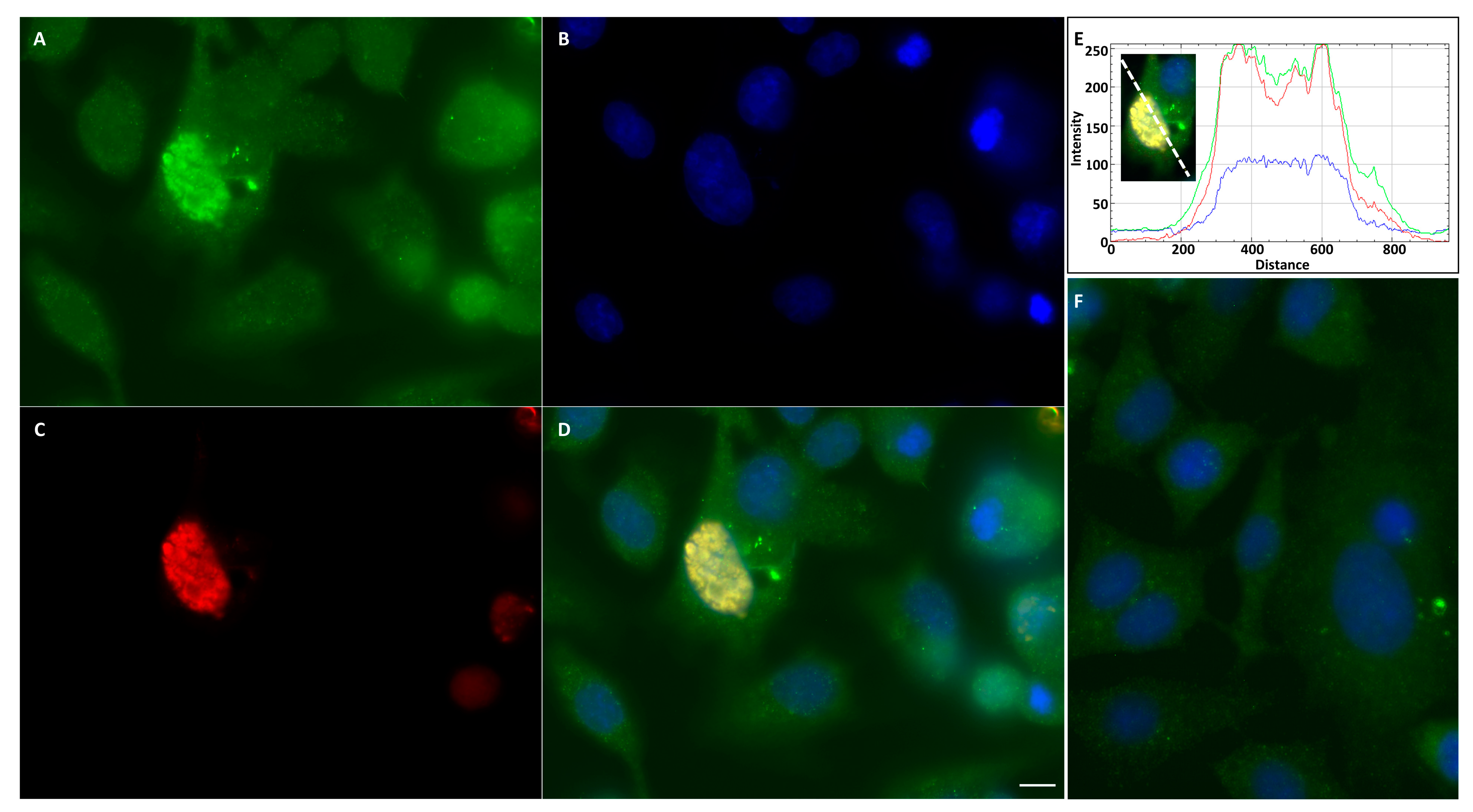 Viruses 15 01908 g007