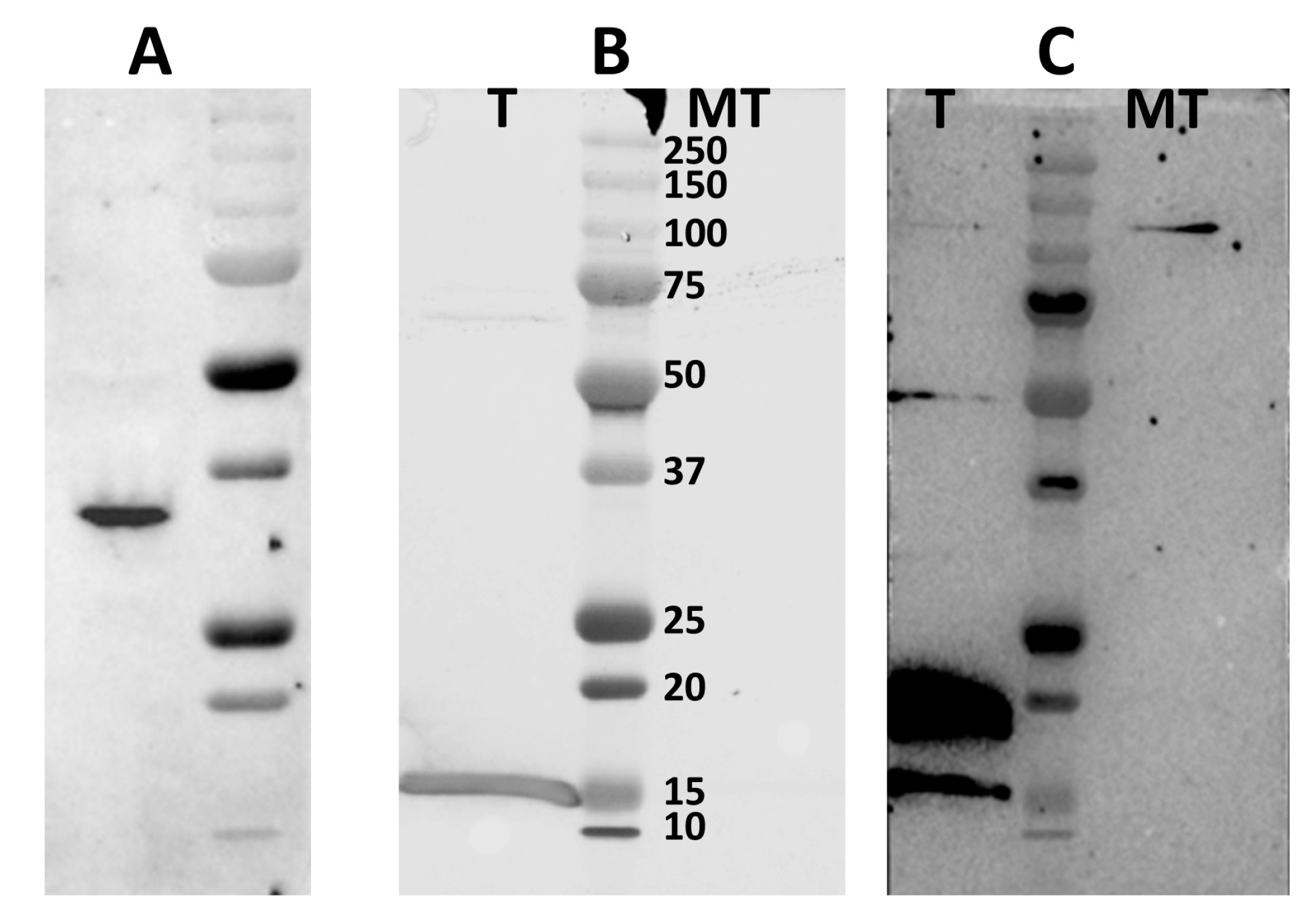 Viruses 15 01908 g008