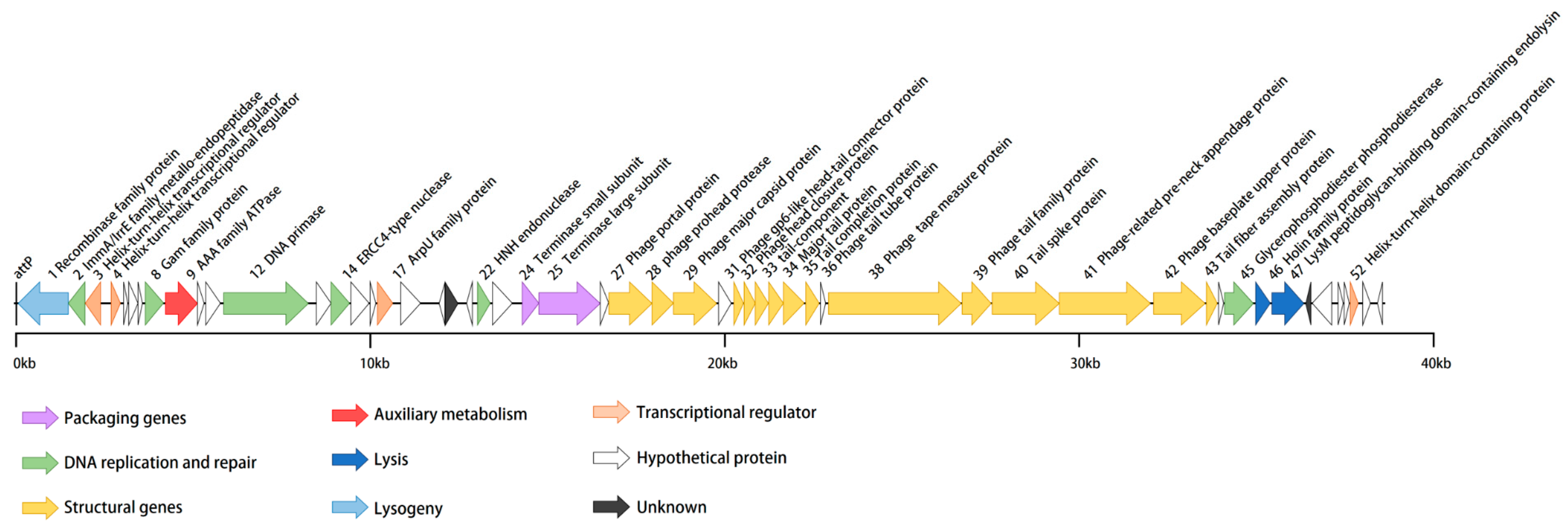 Viruses 15 01919 g003