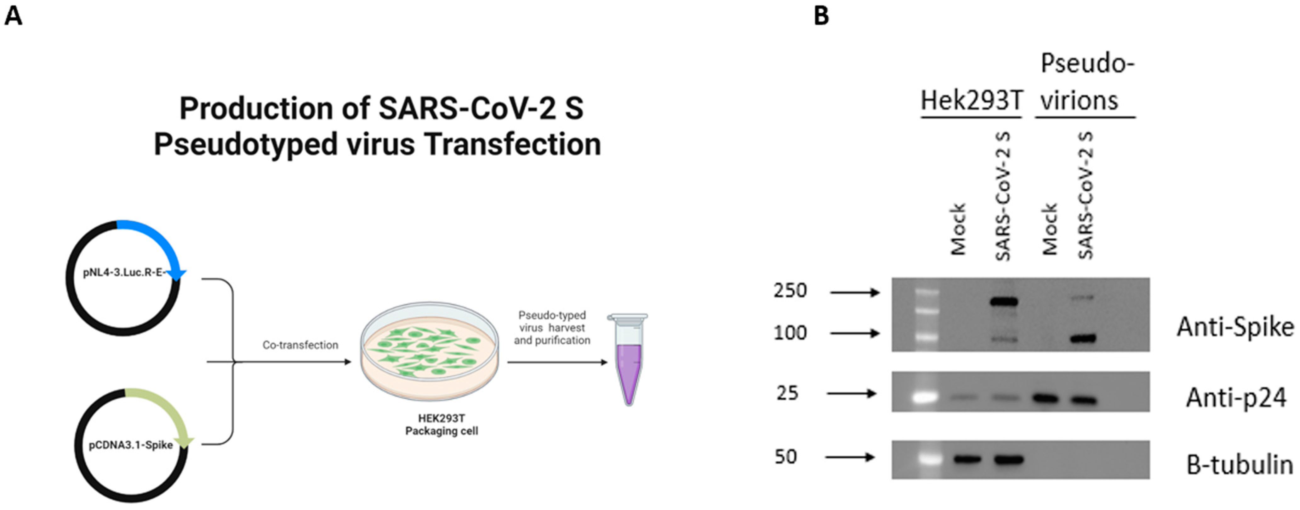 Viruses 15 01921 g001