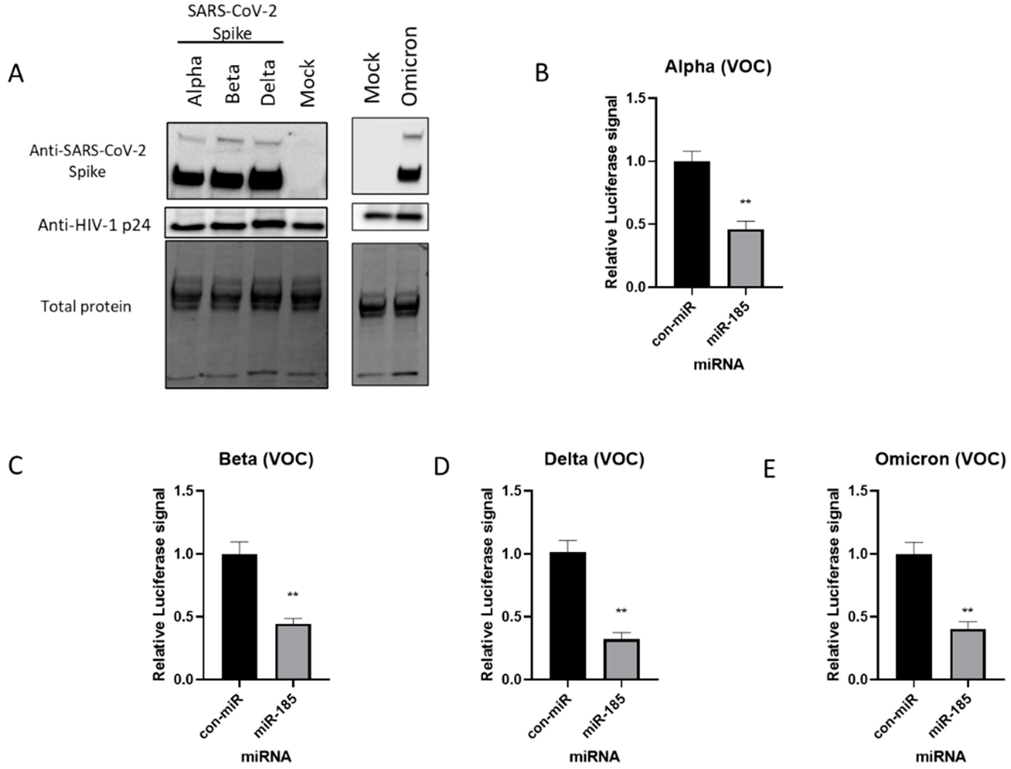 Viruses 15 01921 g003