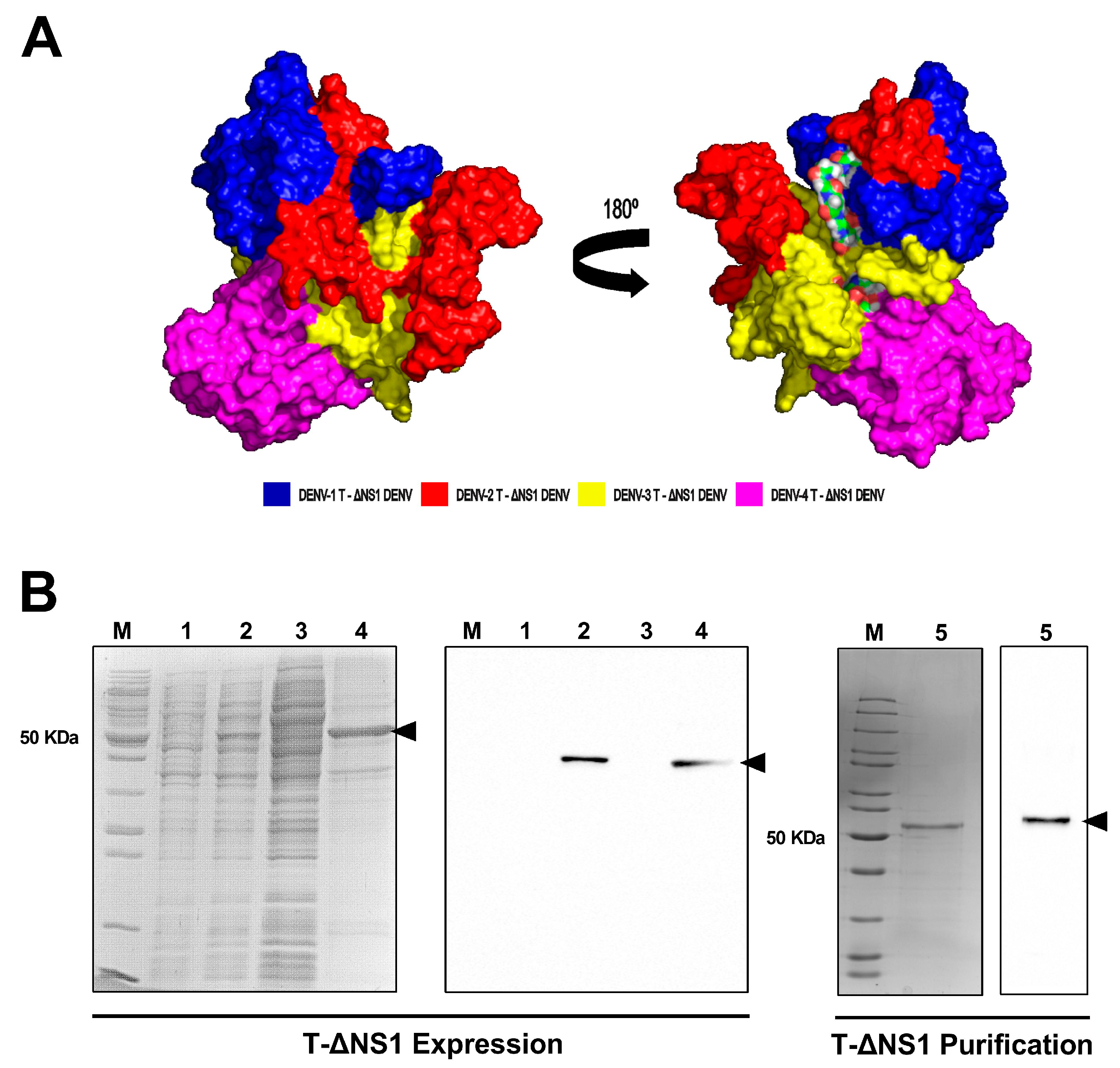 Viruses 15 01936 g001
