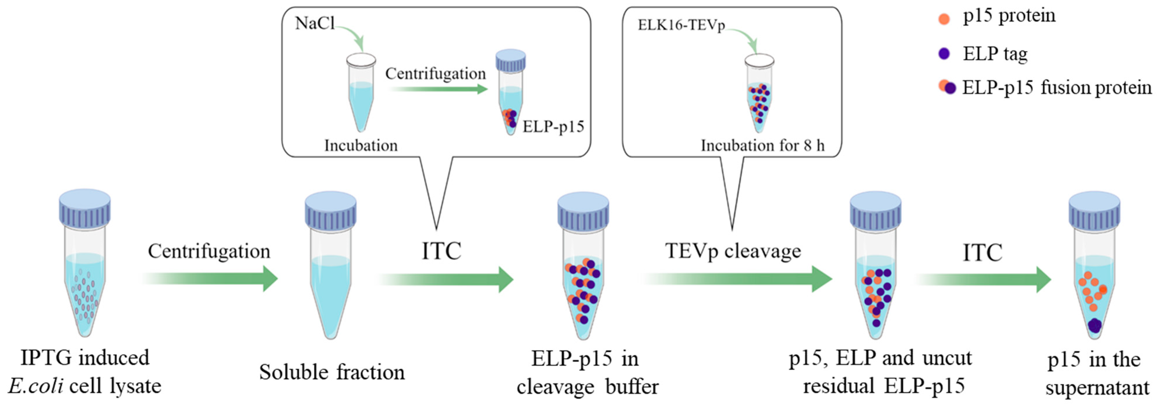 Viruses 15 01939 g001