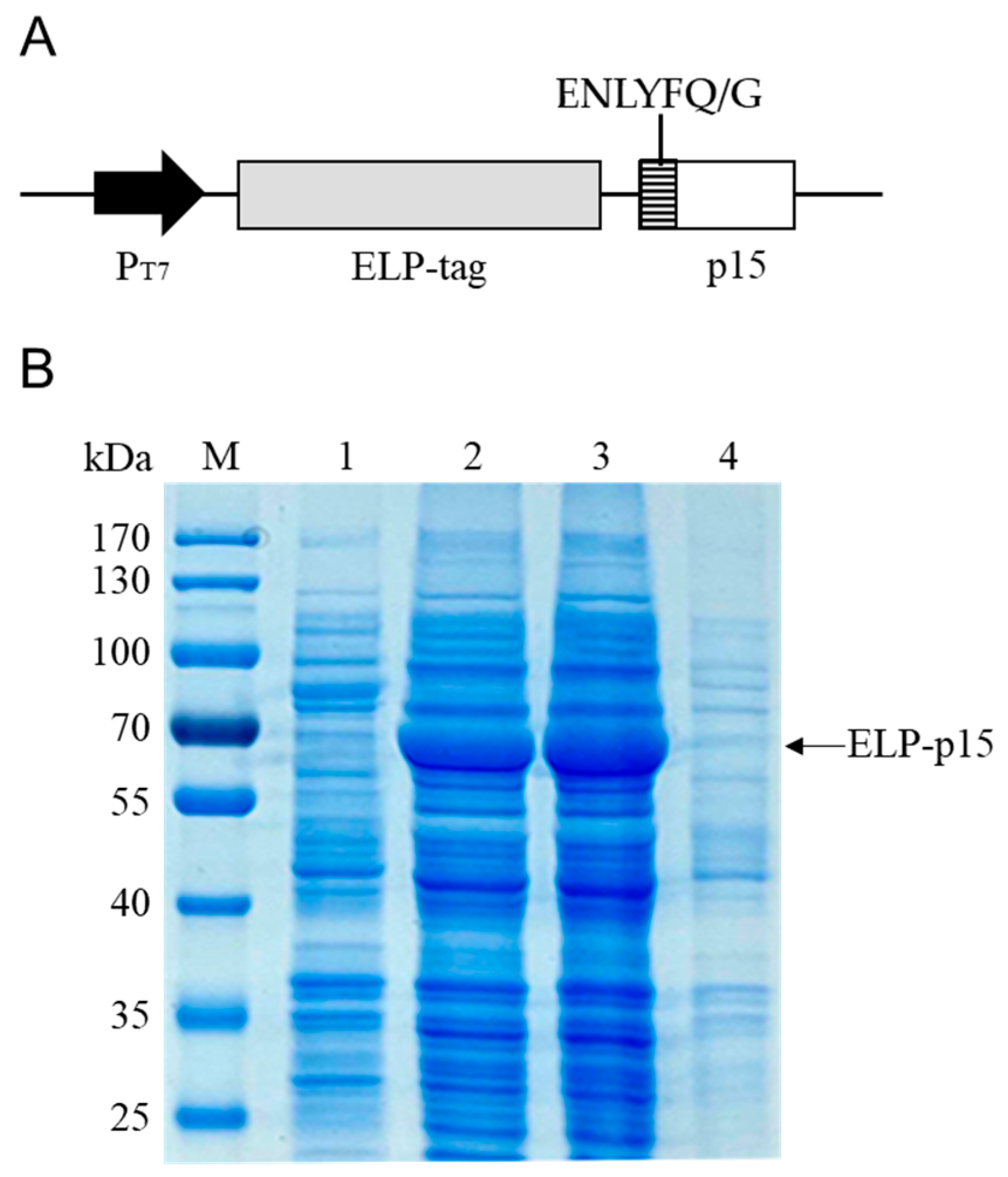 Viruses 15 01939 g002