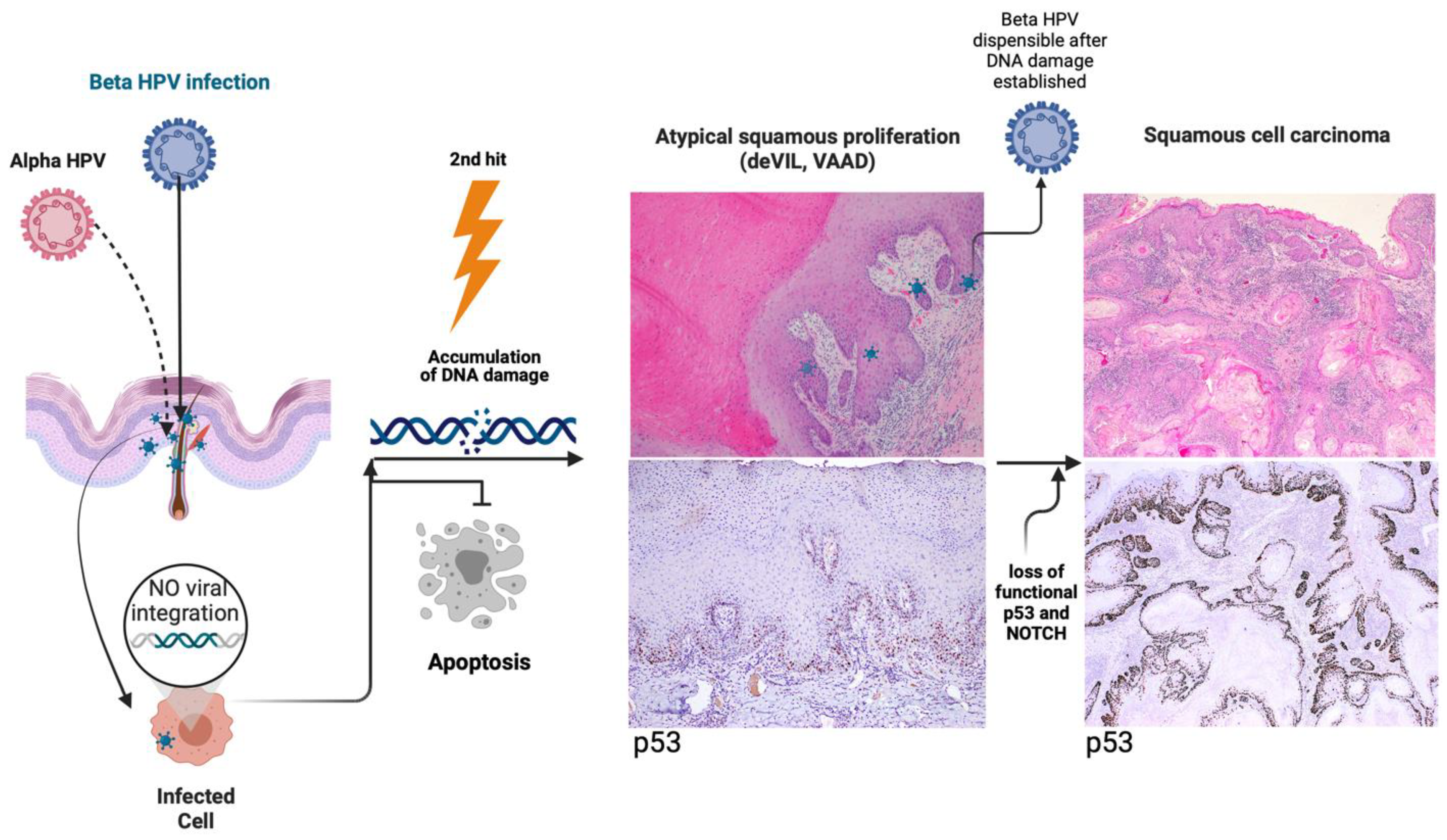 Viruses 15 01950 g004