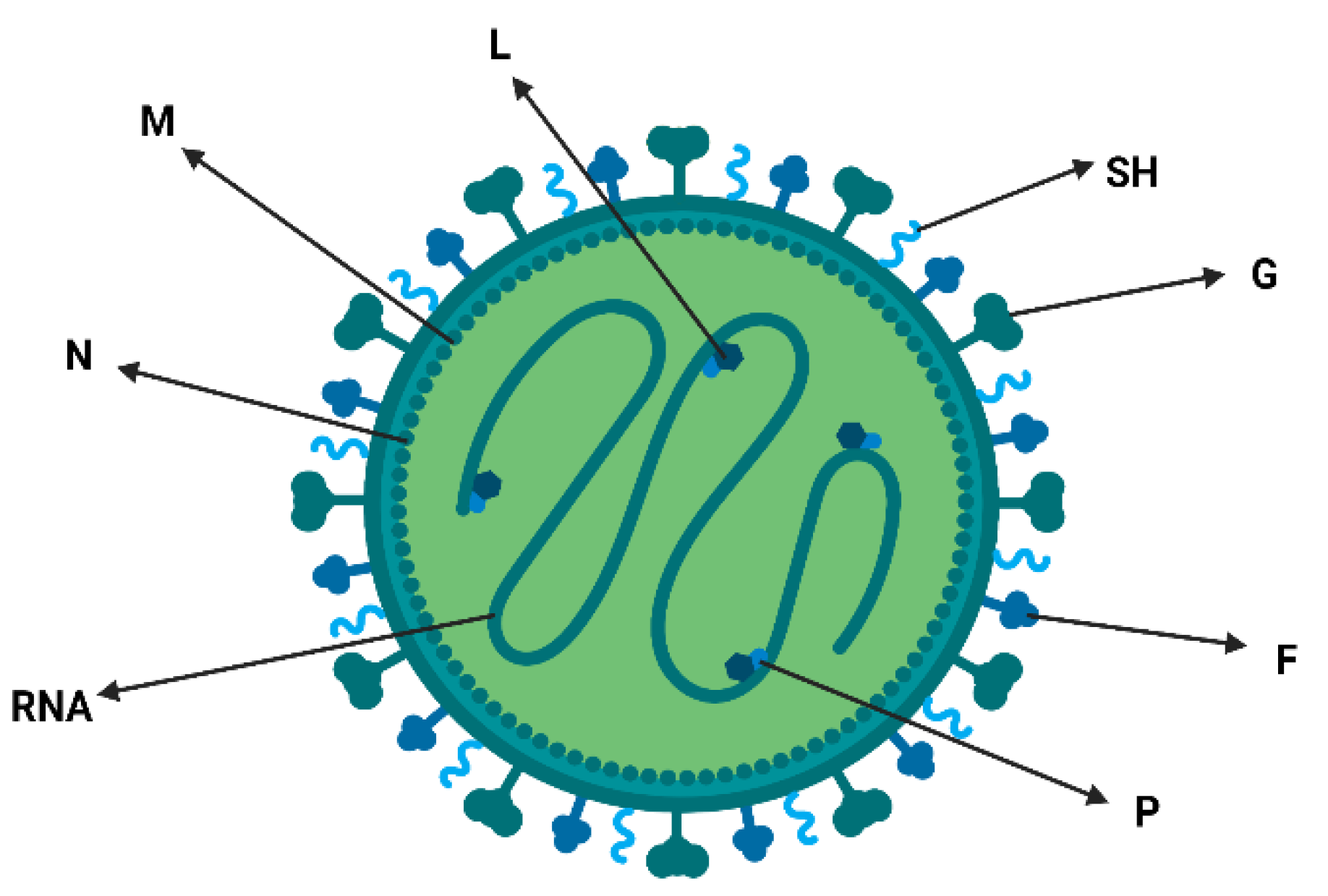 Viruses 15 01960 g001