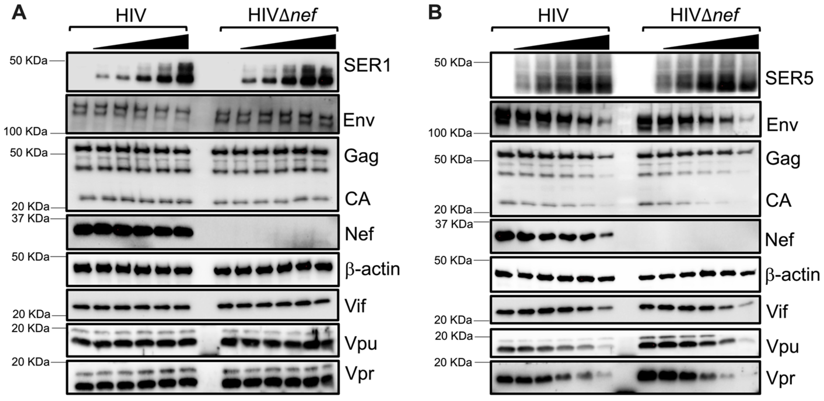 Viruses 15 01961 g003