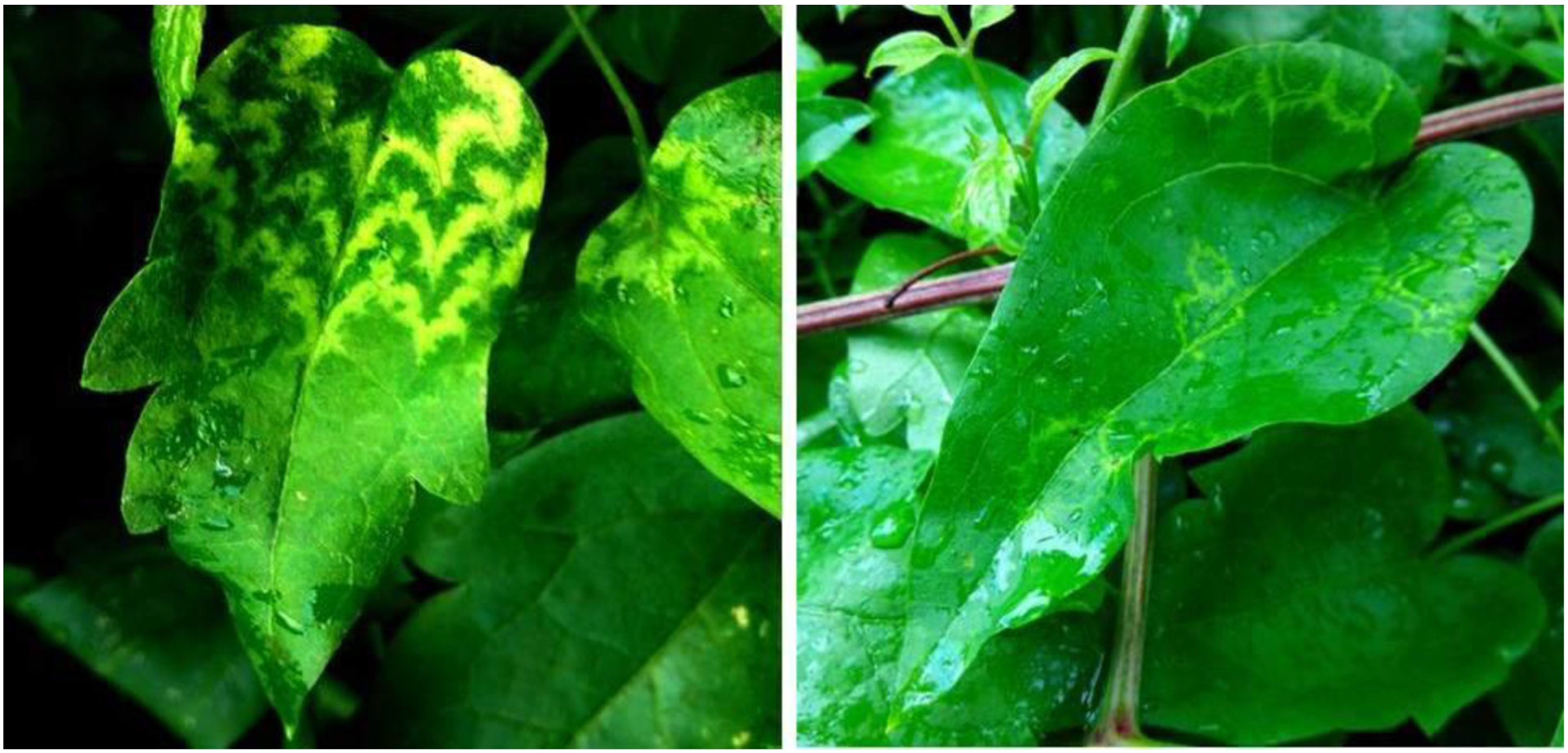 Viruses 15 01964 g001