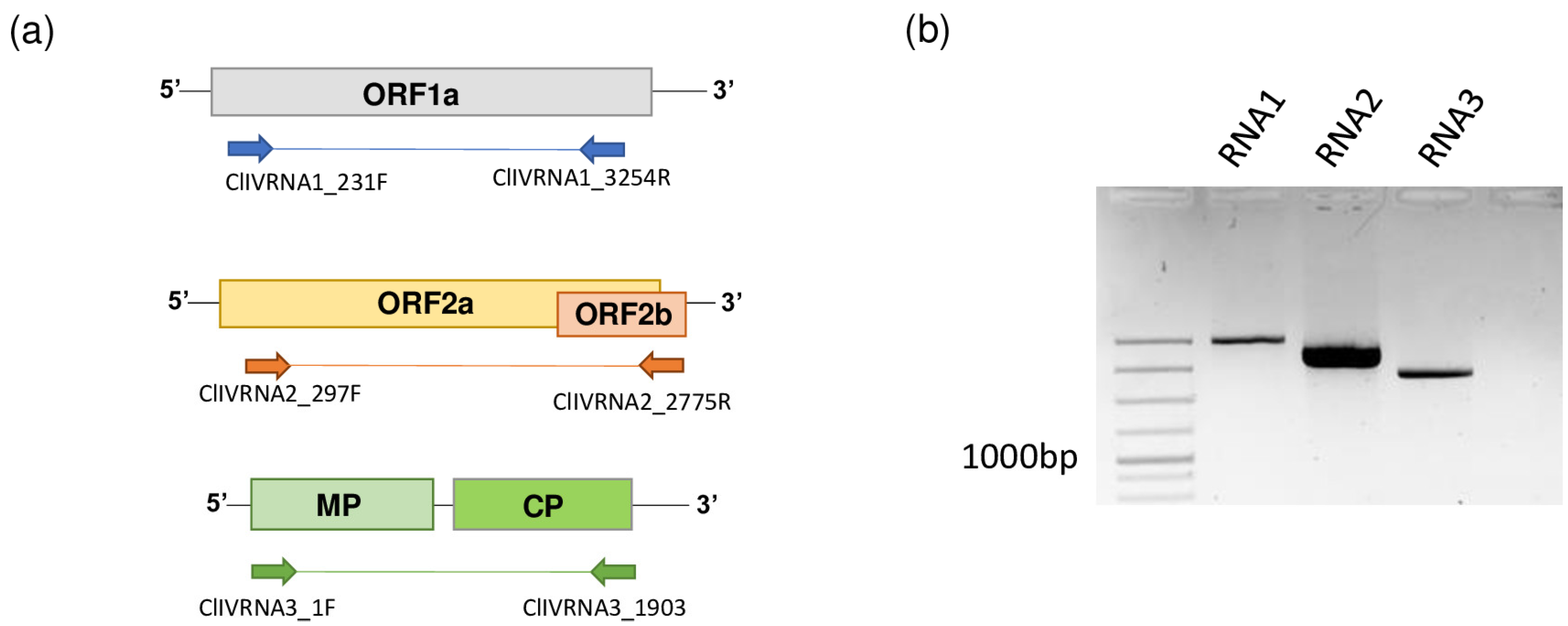 Viruses 15 01964 g002