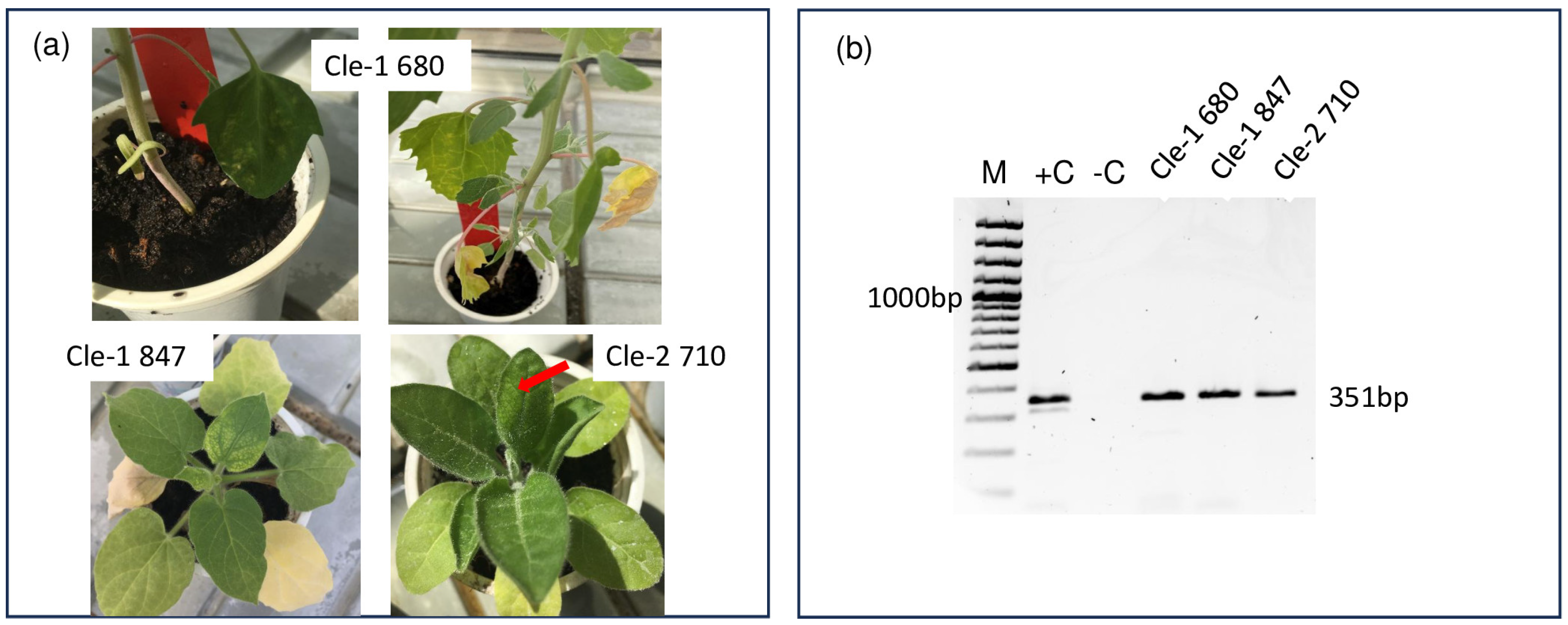 Viruses 15 01964 g004